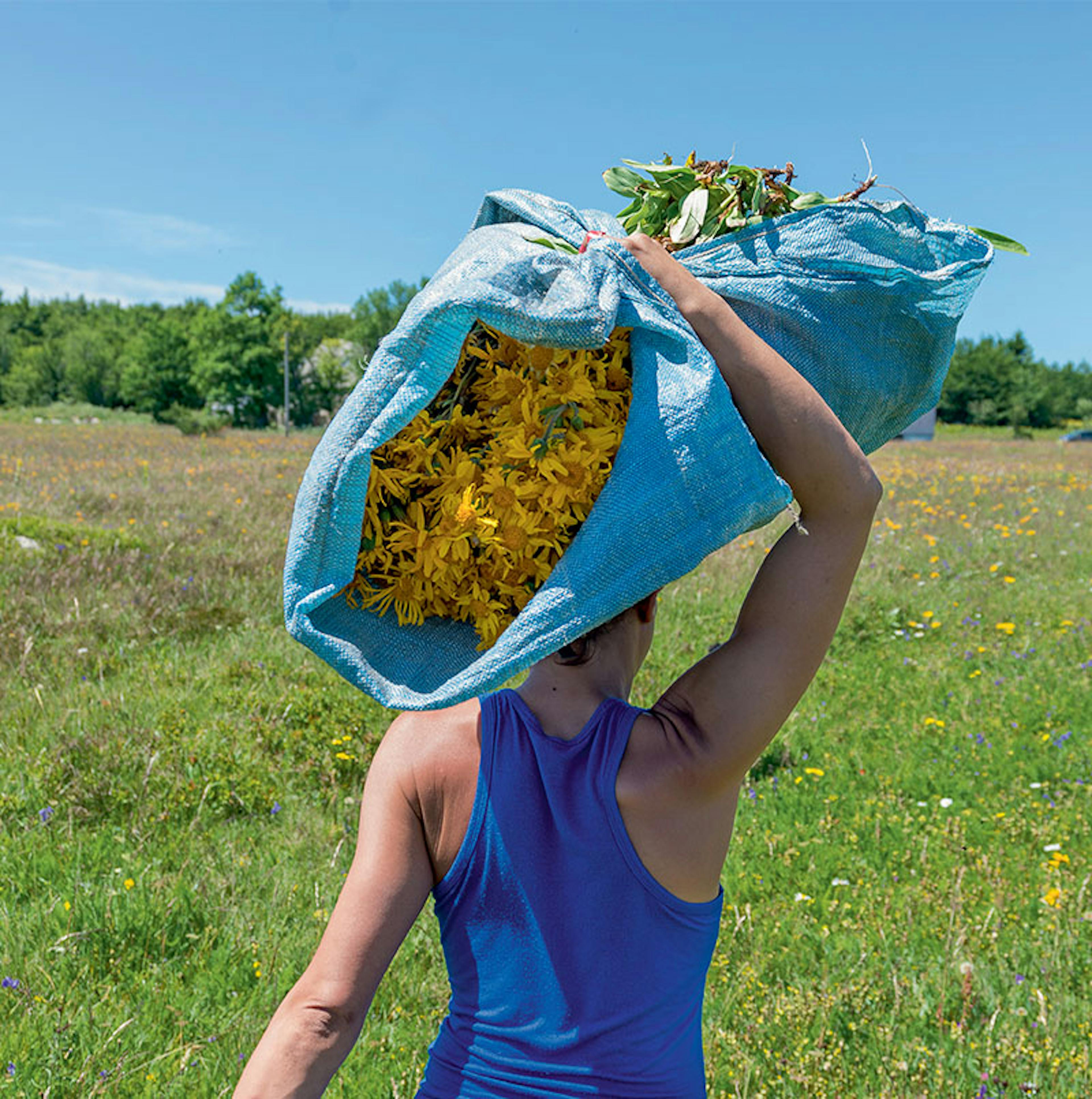 plante arnica champ 