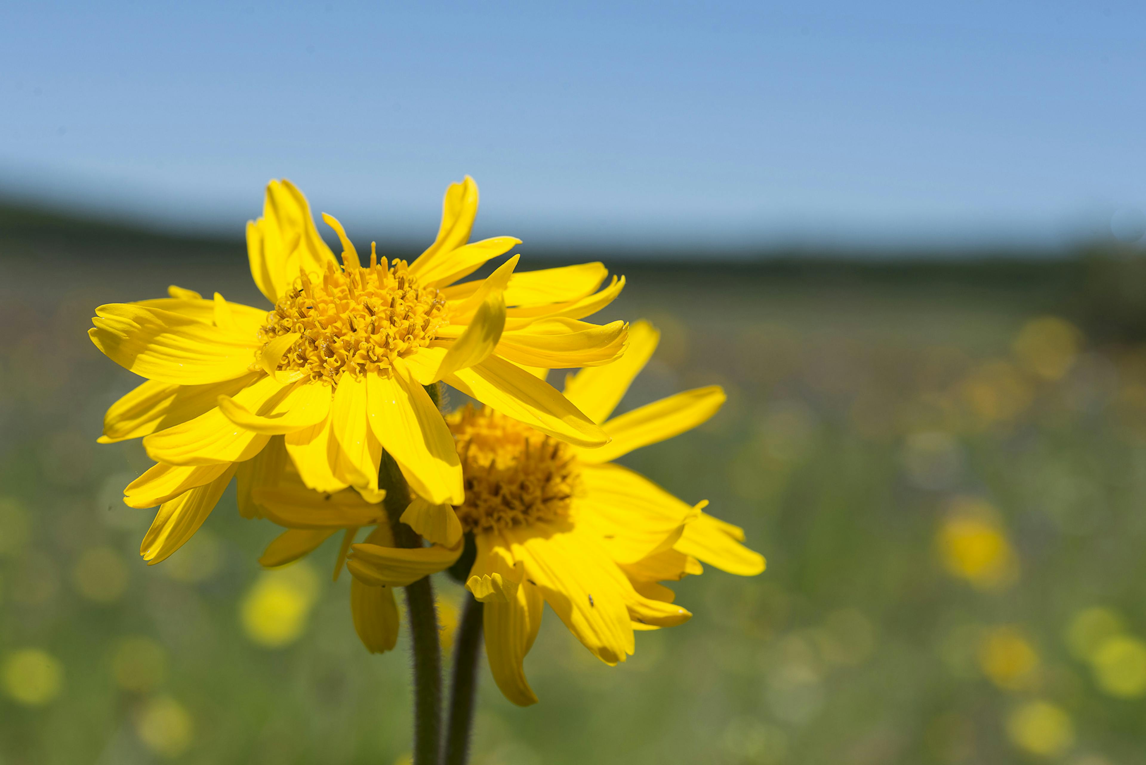 arnica montana kvet