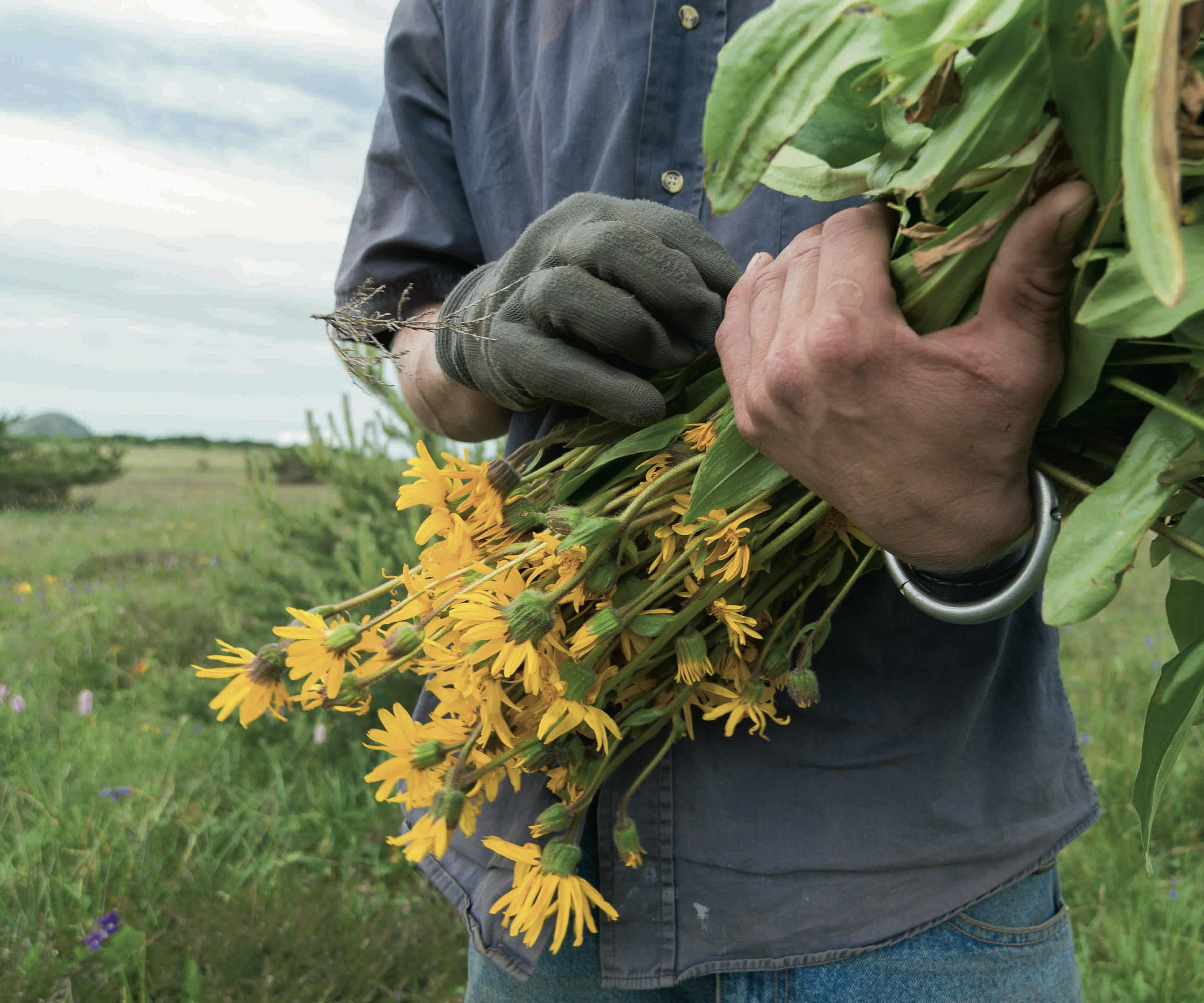 arnica montana sber