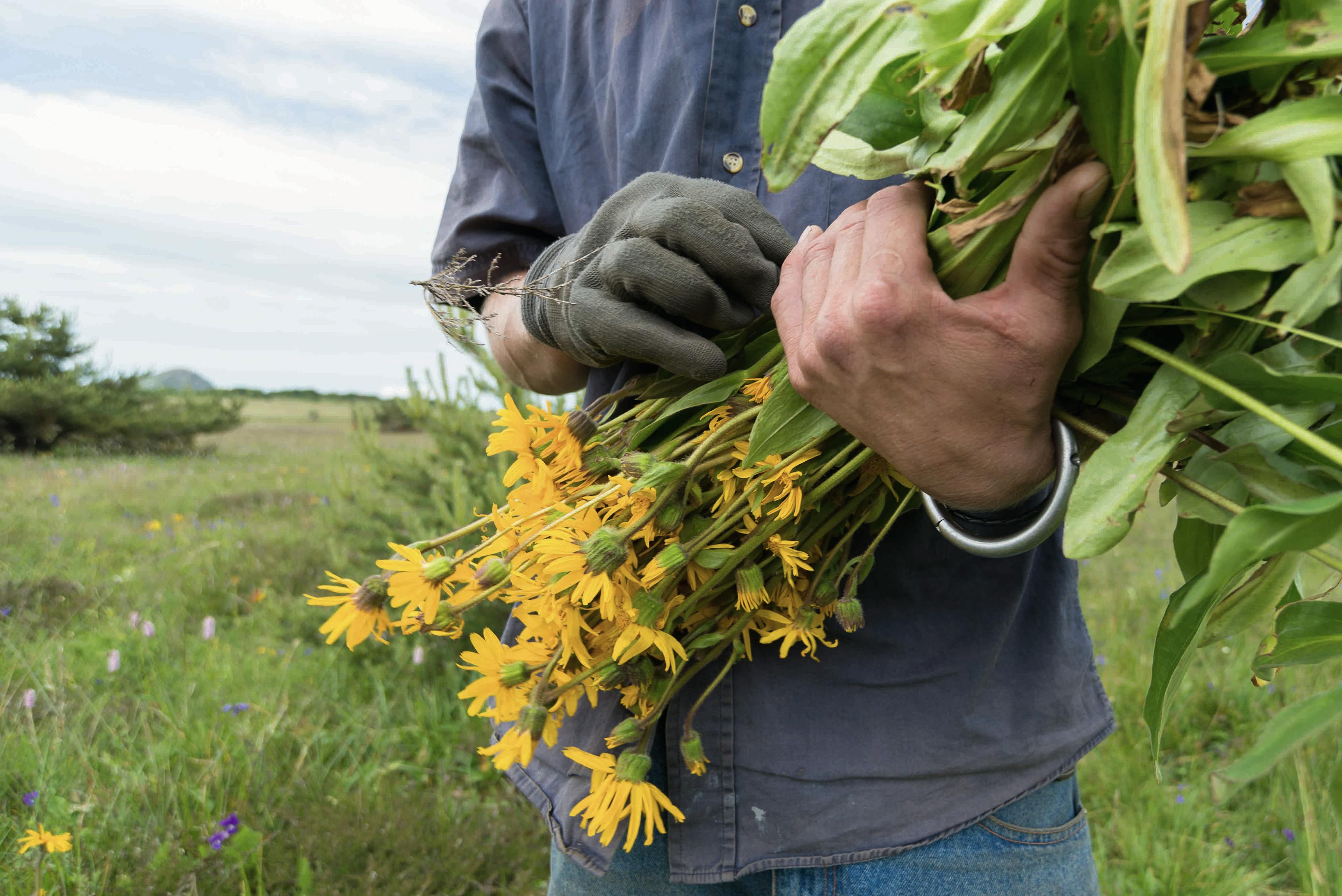 arnica montana sber