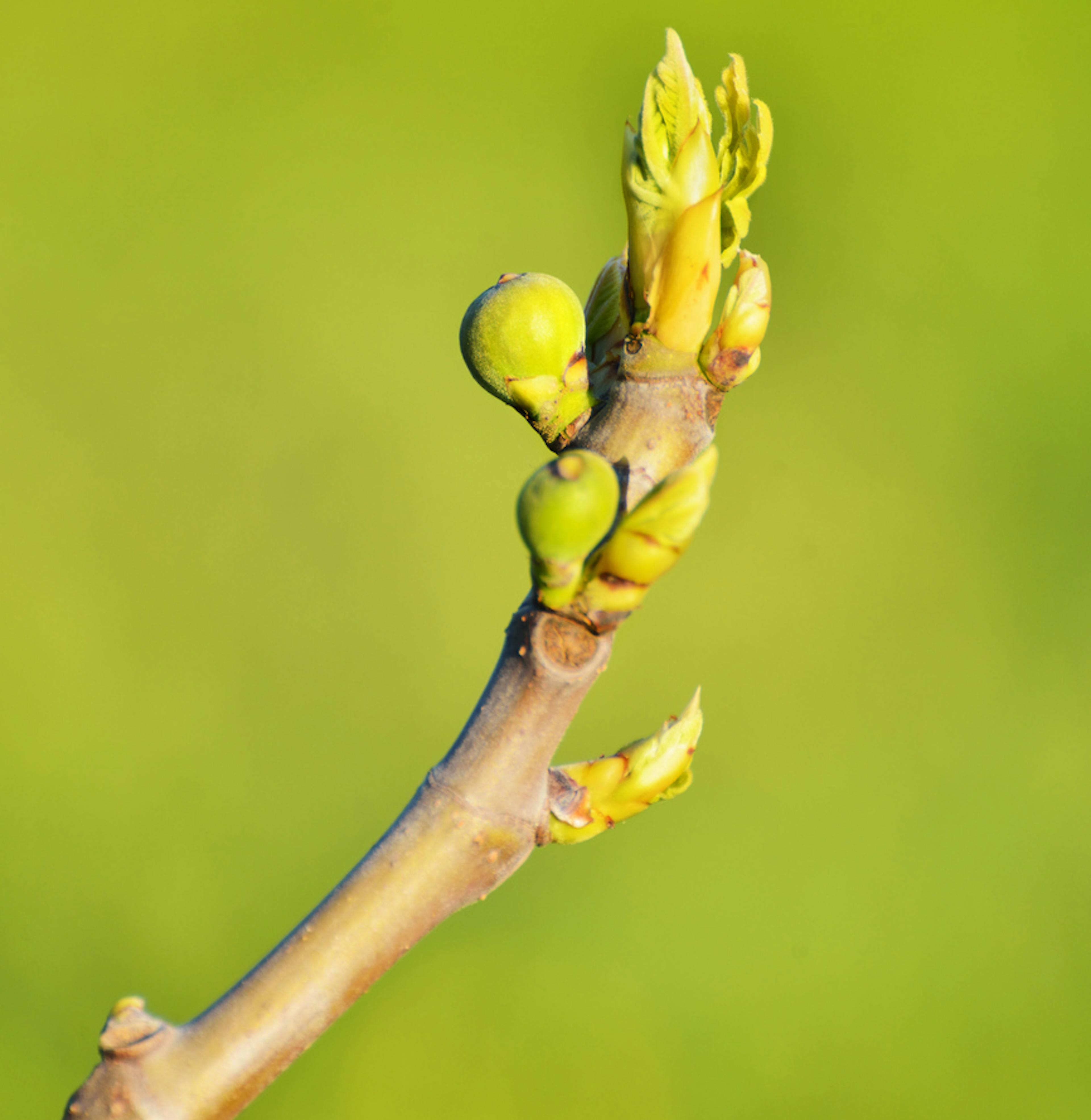 ficus carica gemme