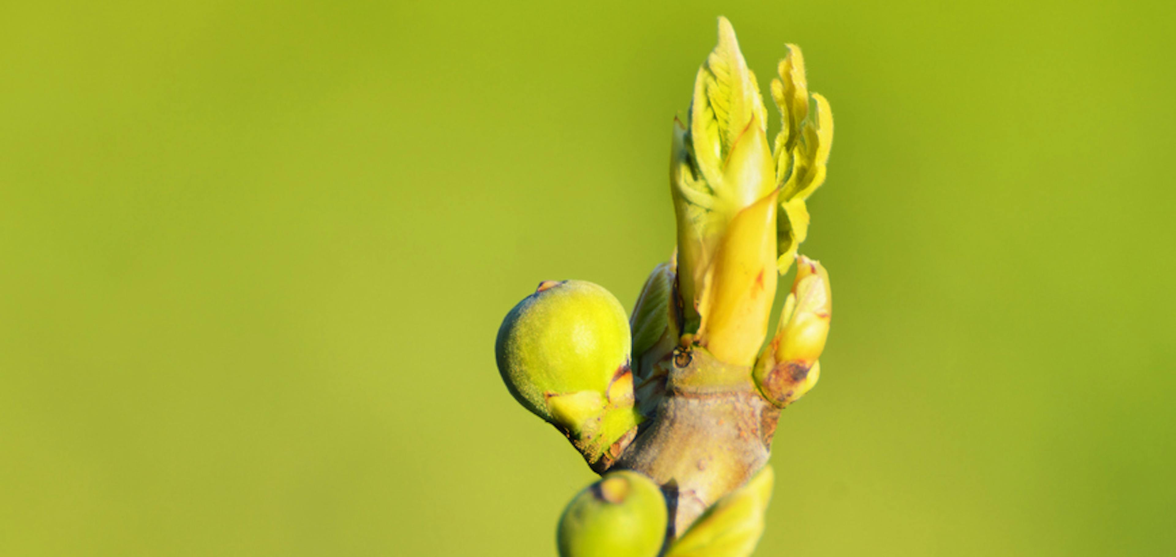 ficus carica gemme e frutti