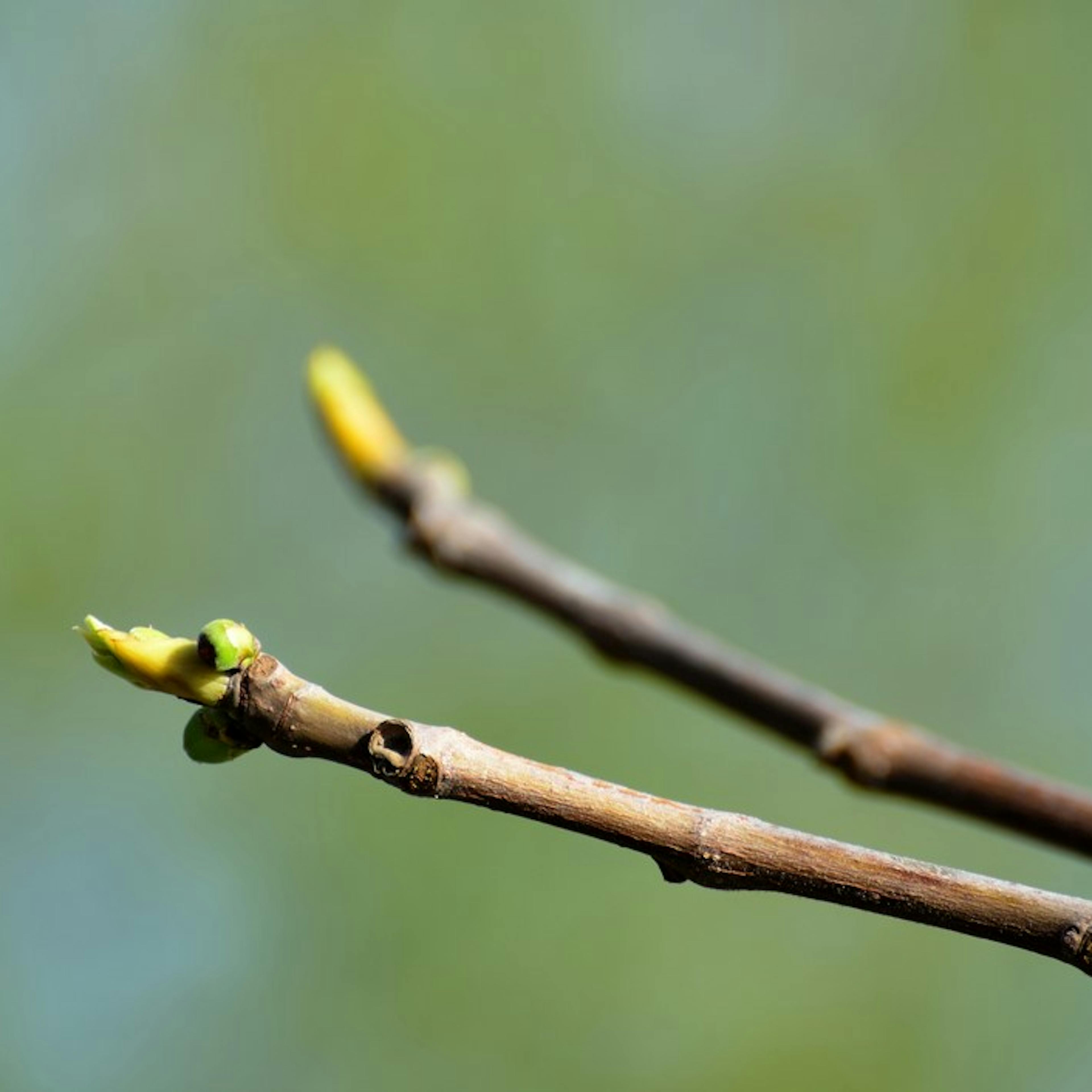 ficus carica gemme