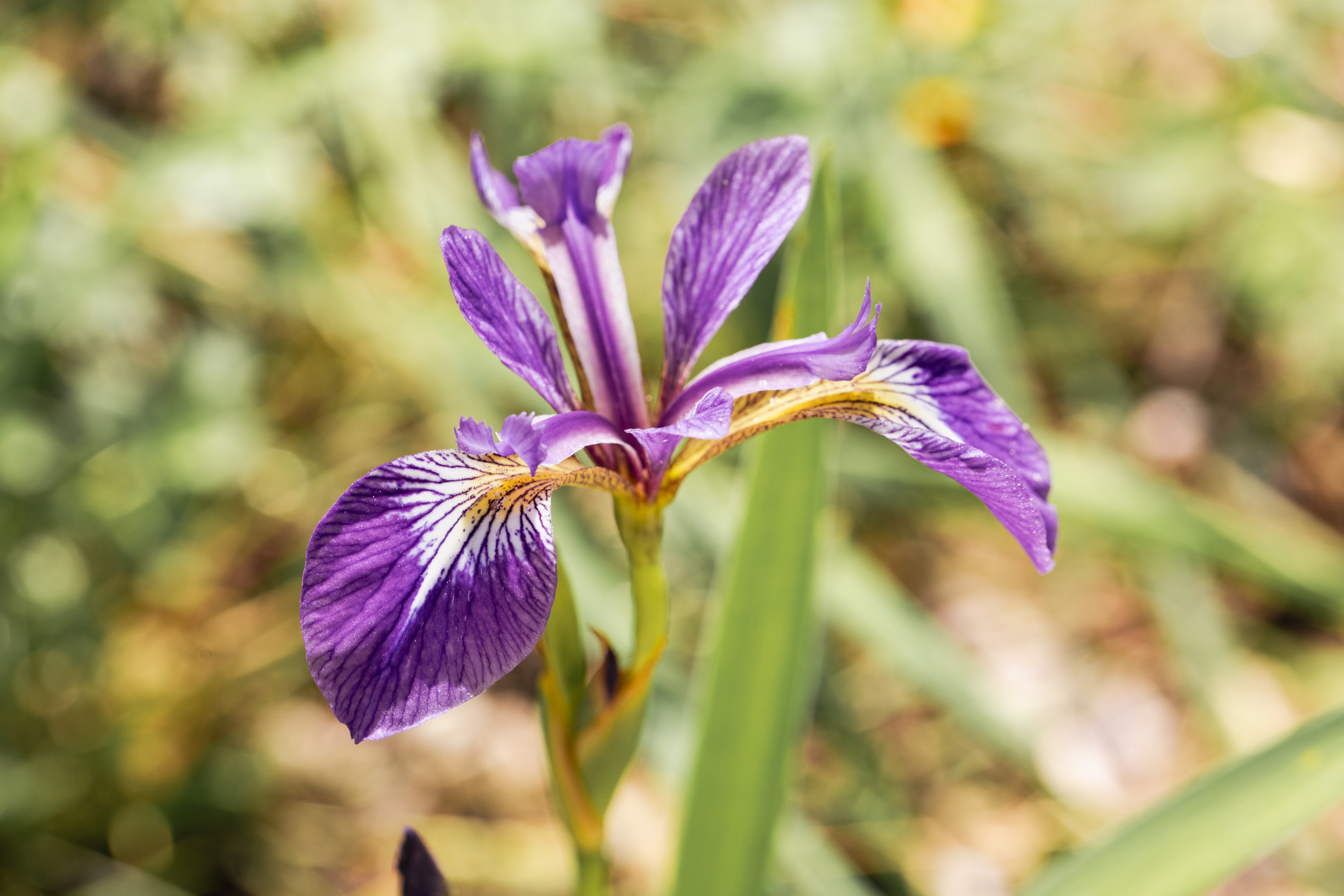 Iris veriscolor Laboratoires Boiron