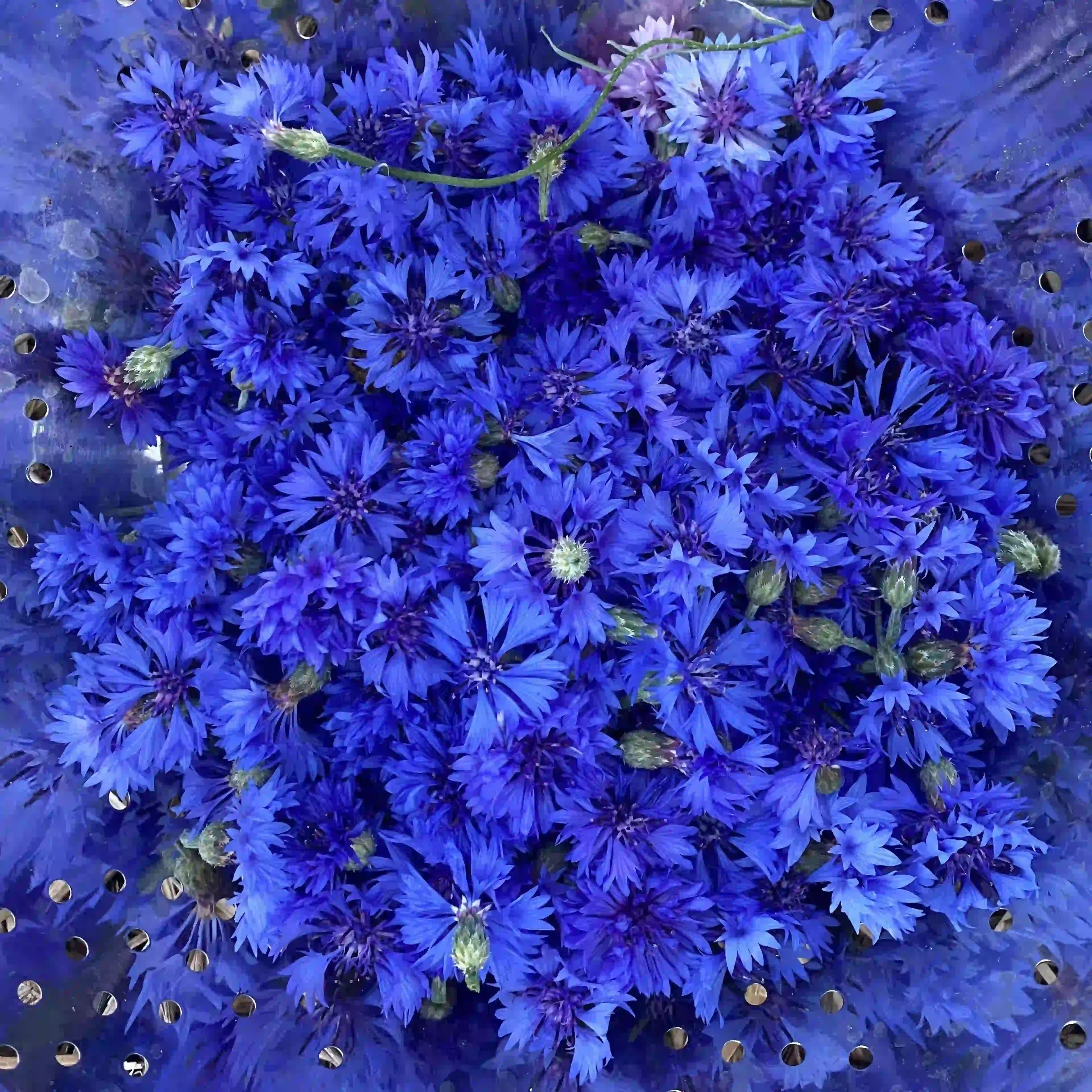 Korenbloem, blauwe bloemen