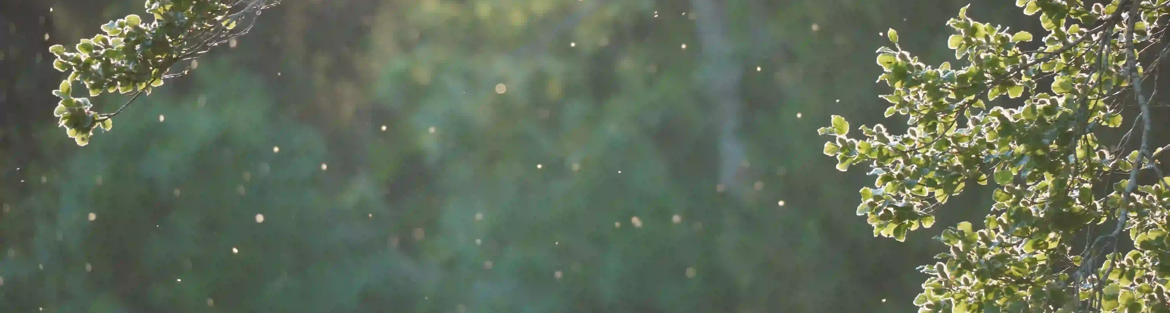pollen dans l’air