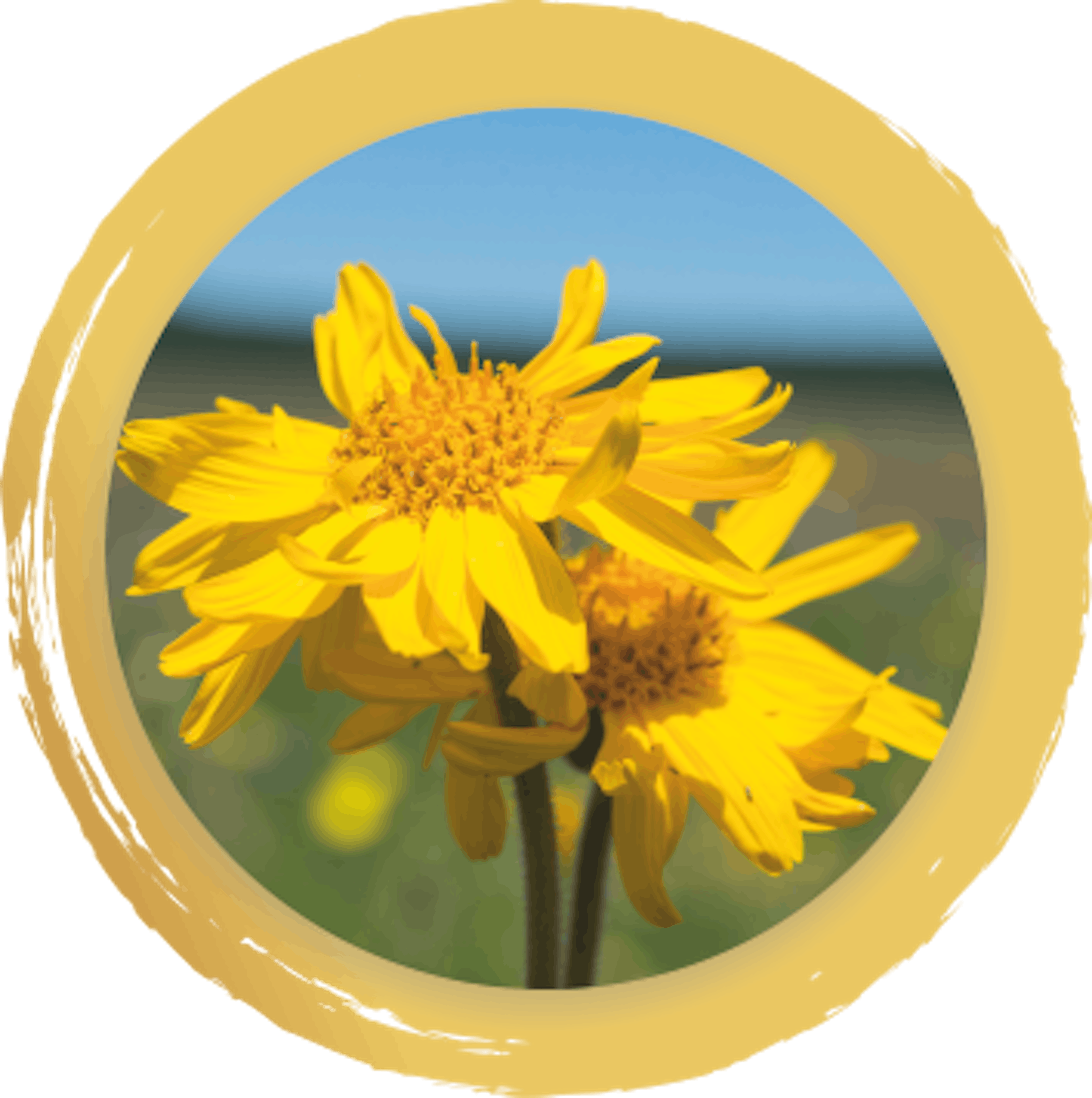 Arnica montana boiron