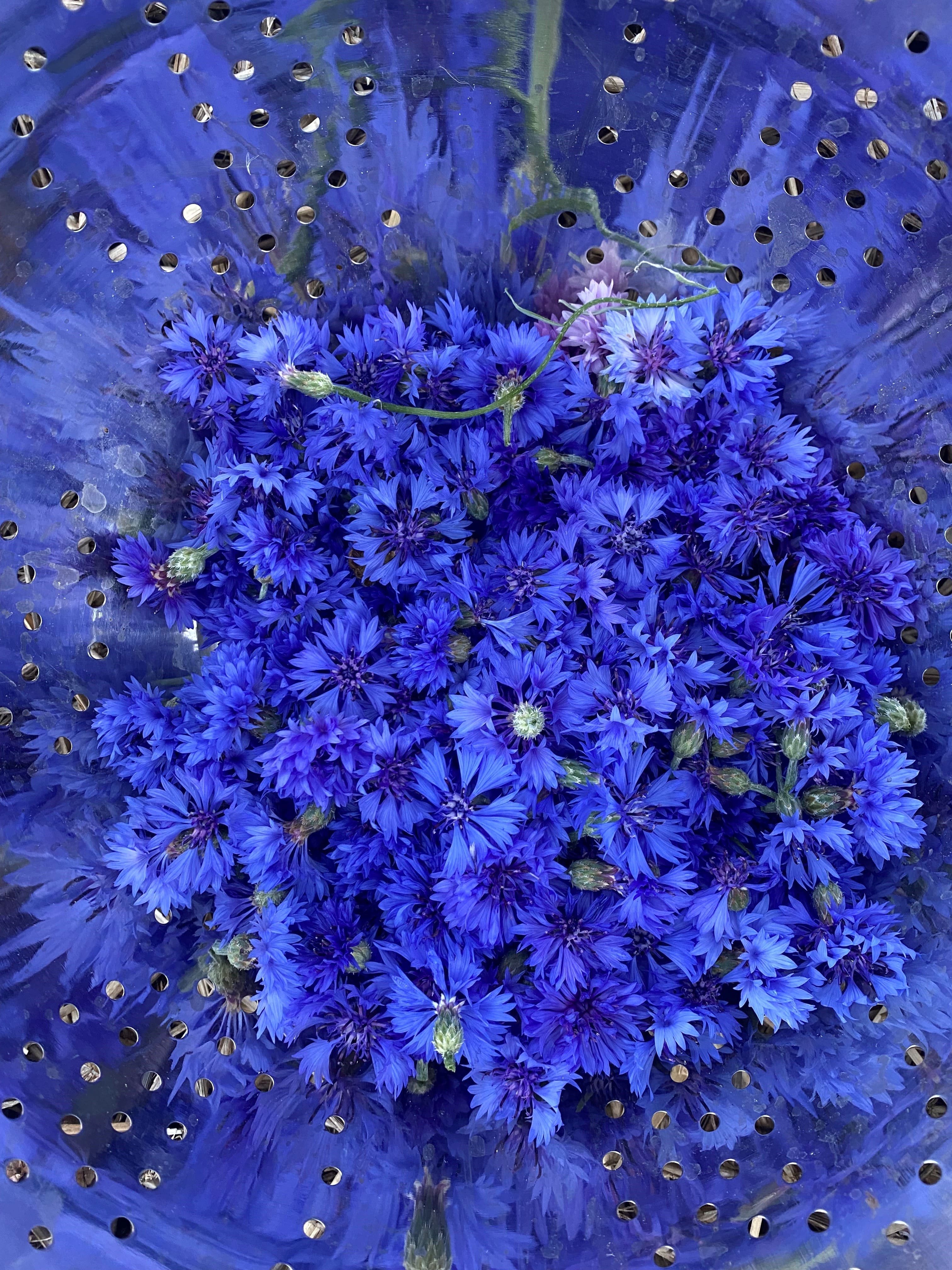 Bleuet récolte