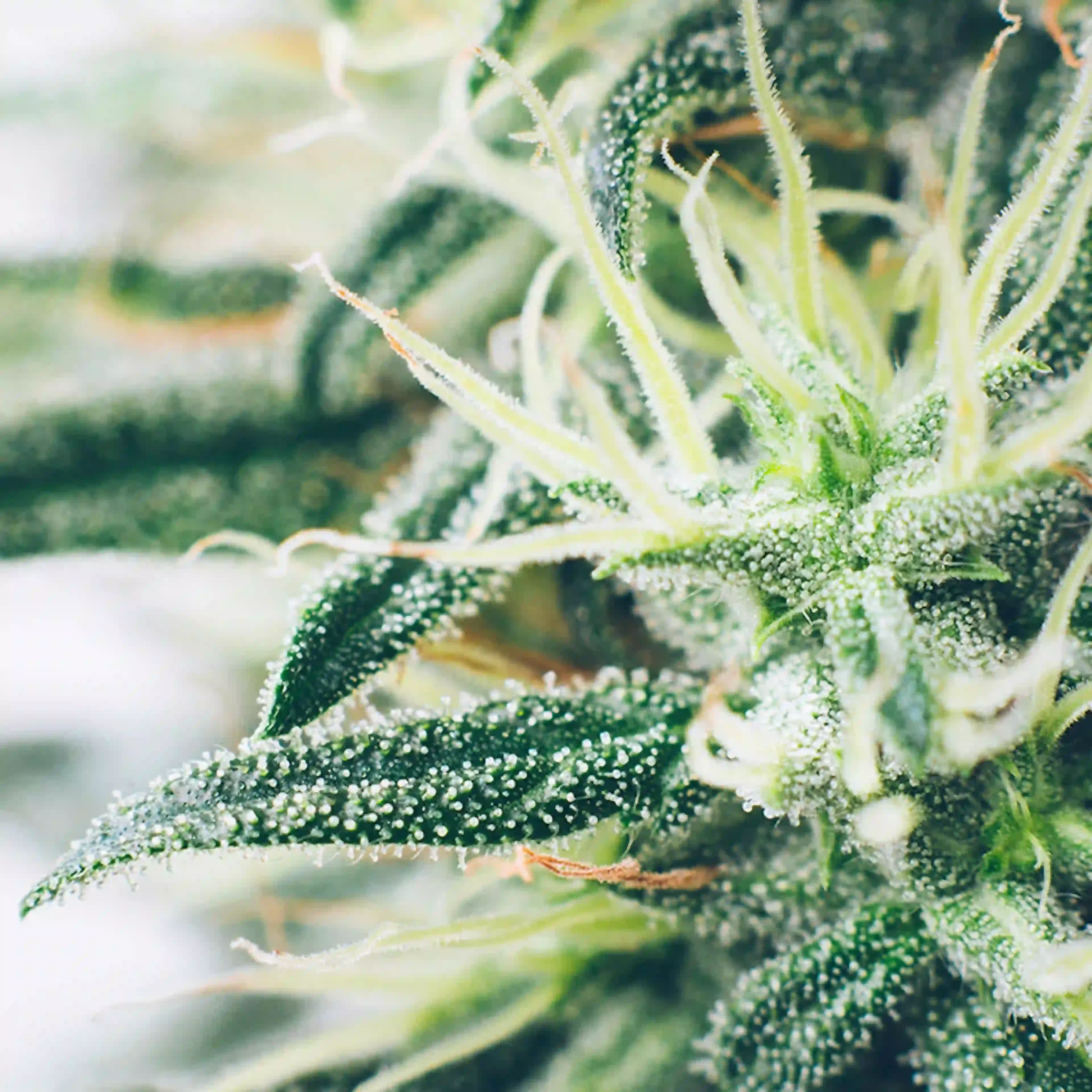 Souche chanvre cannabis boiron