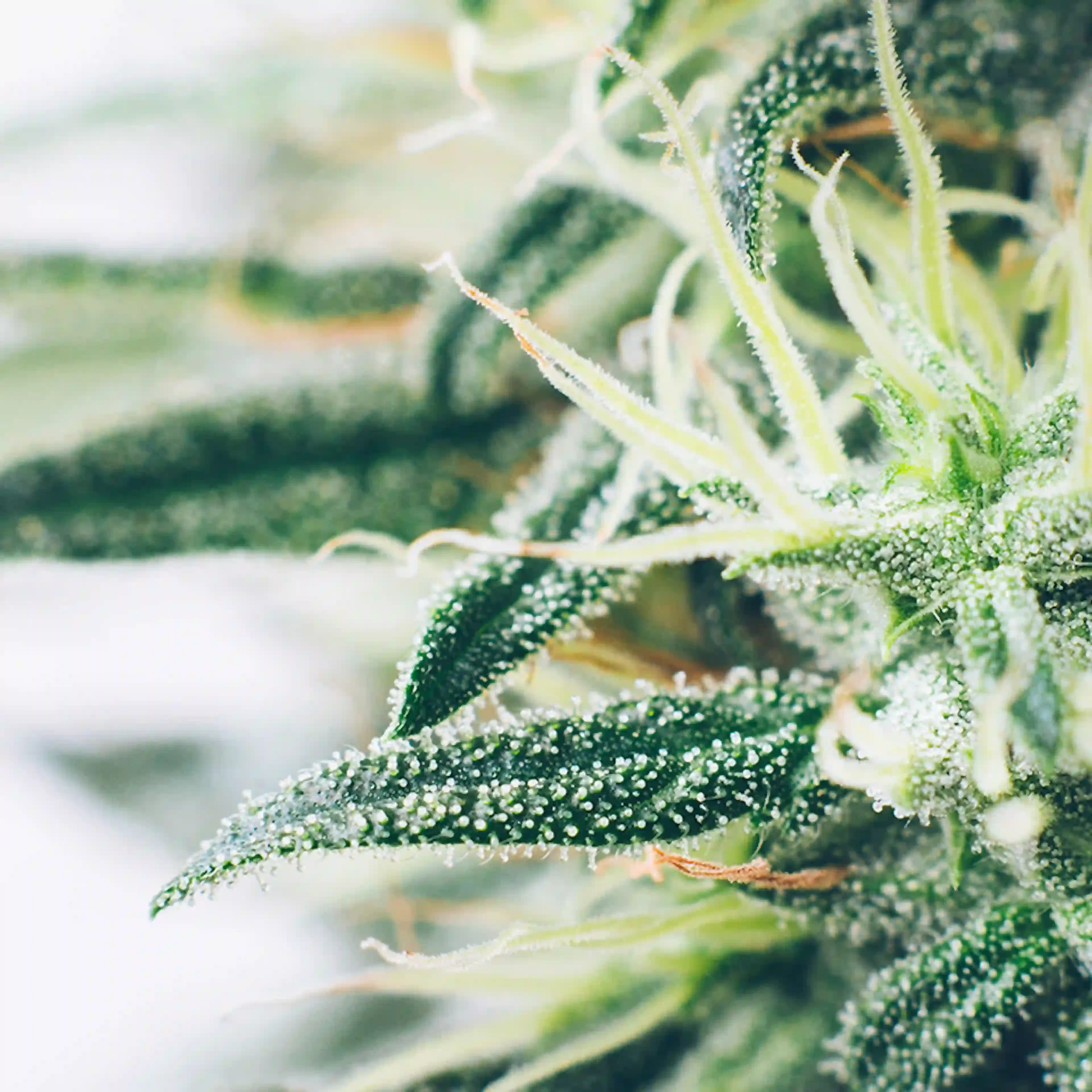 Hennep cannabis stam Boiron