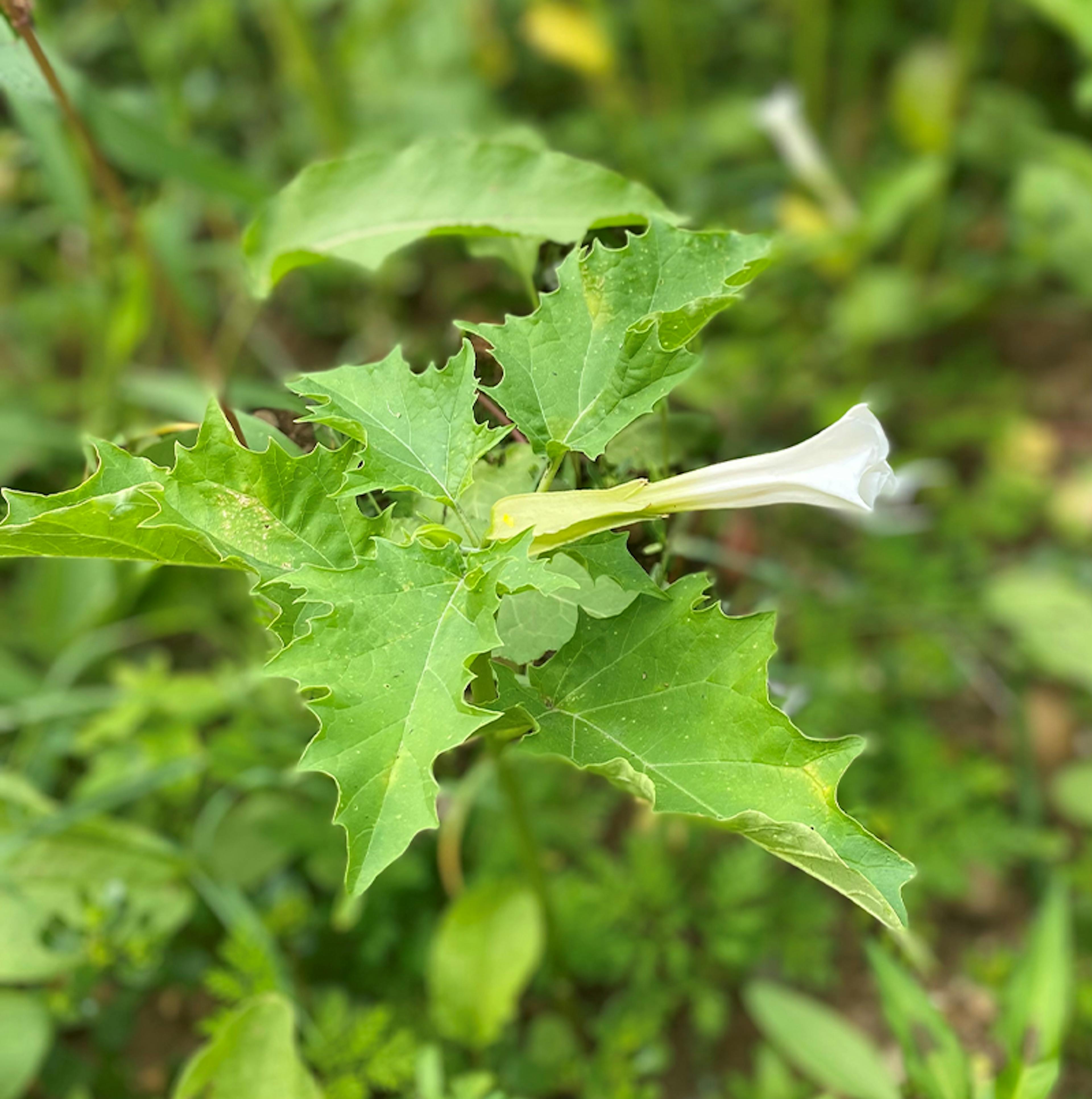 Datura