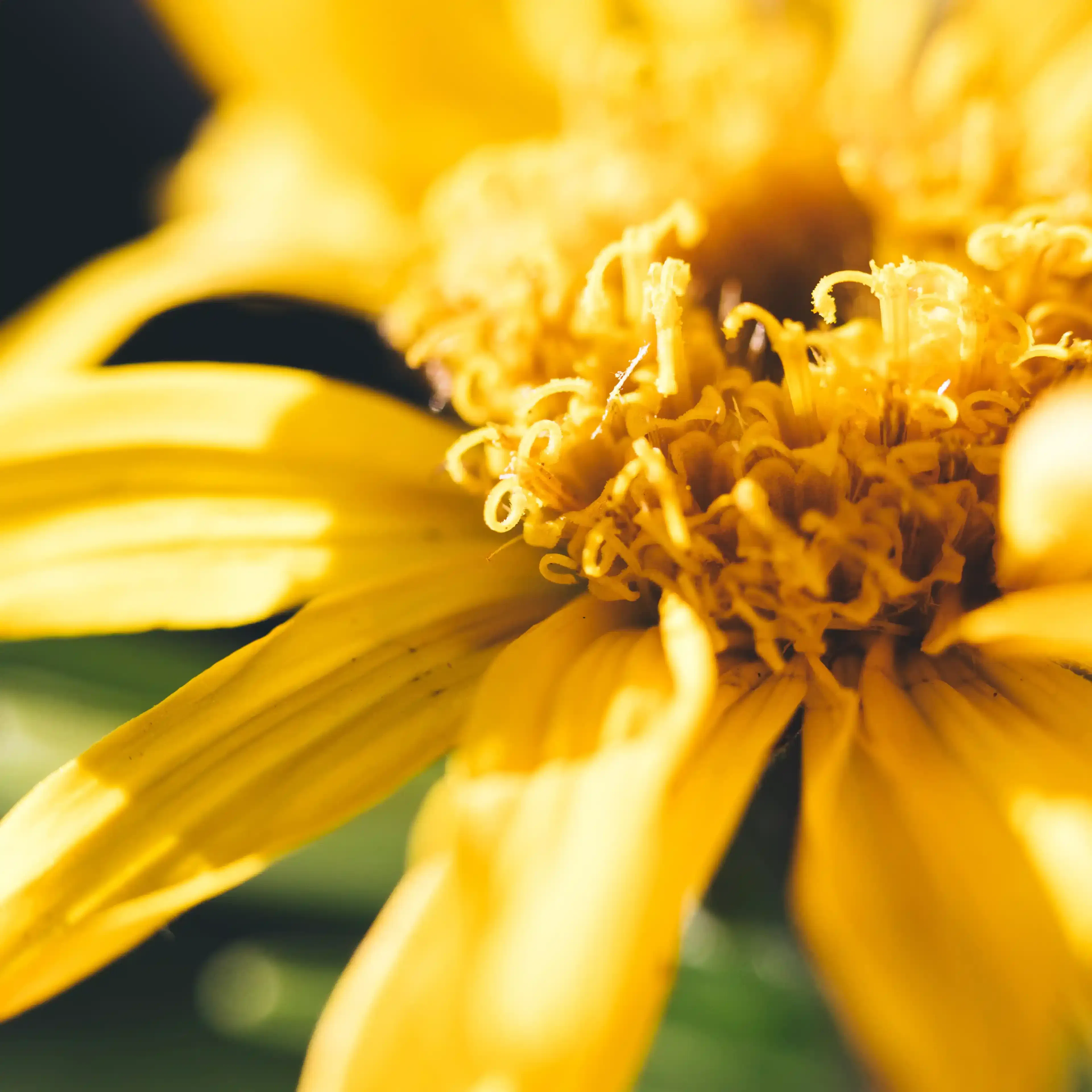 Arnica Montana, matière première de qualité