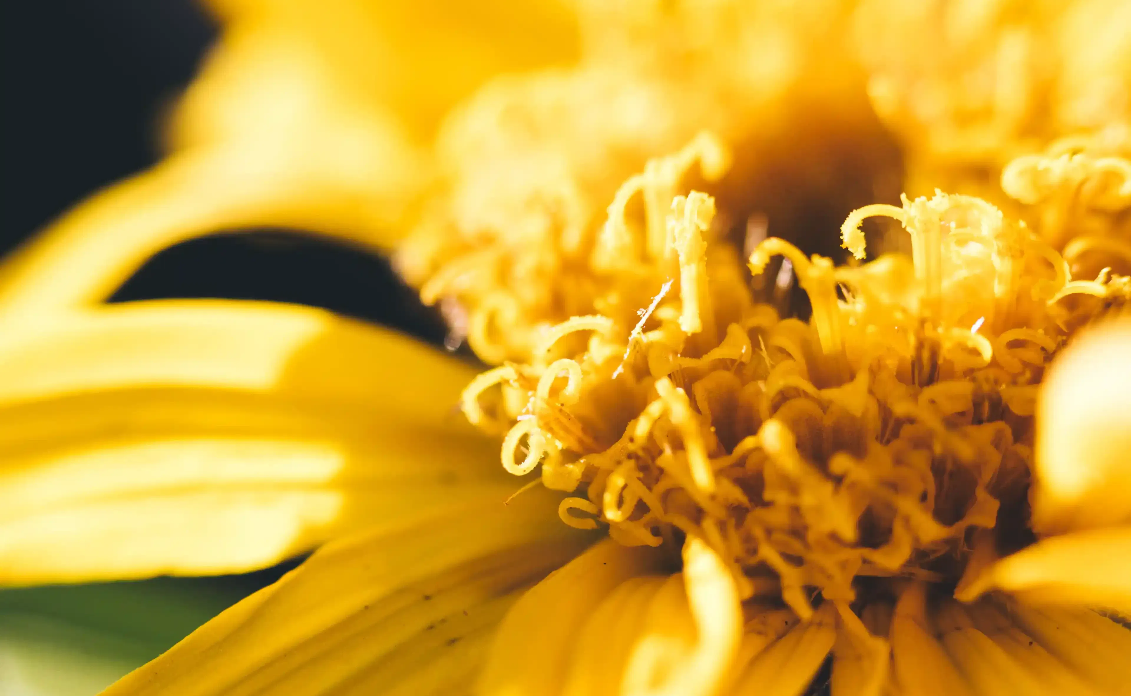 Arnica Montana, matière première de qualité
