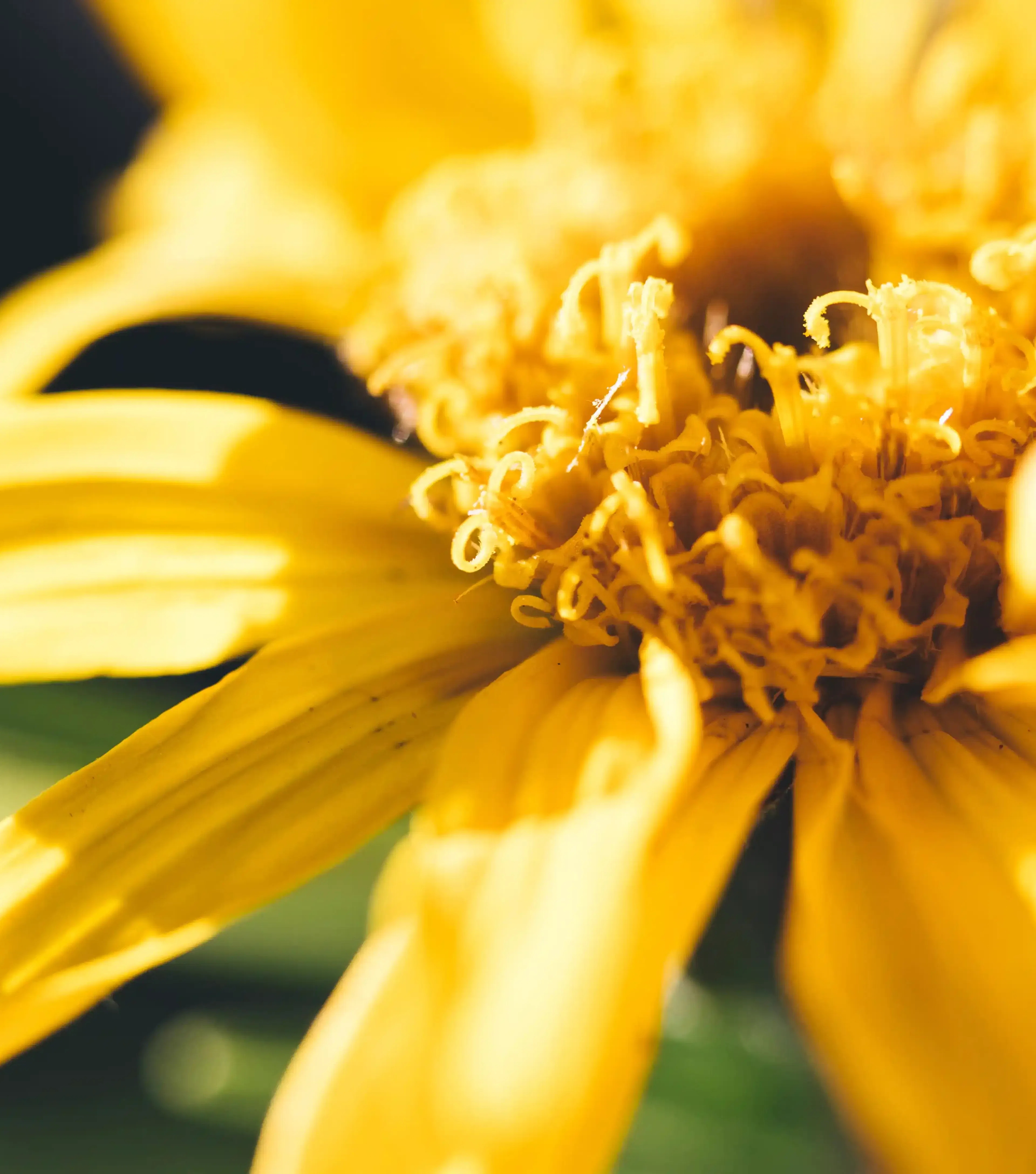 Arnica Montana, matière première de qualité
