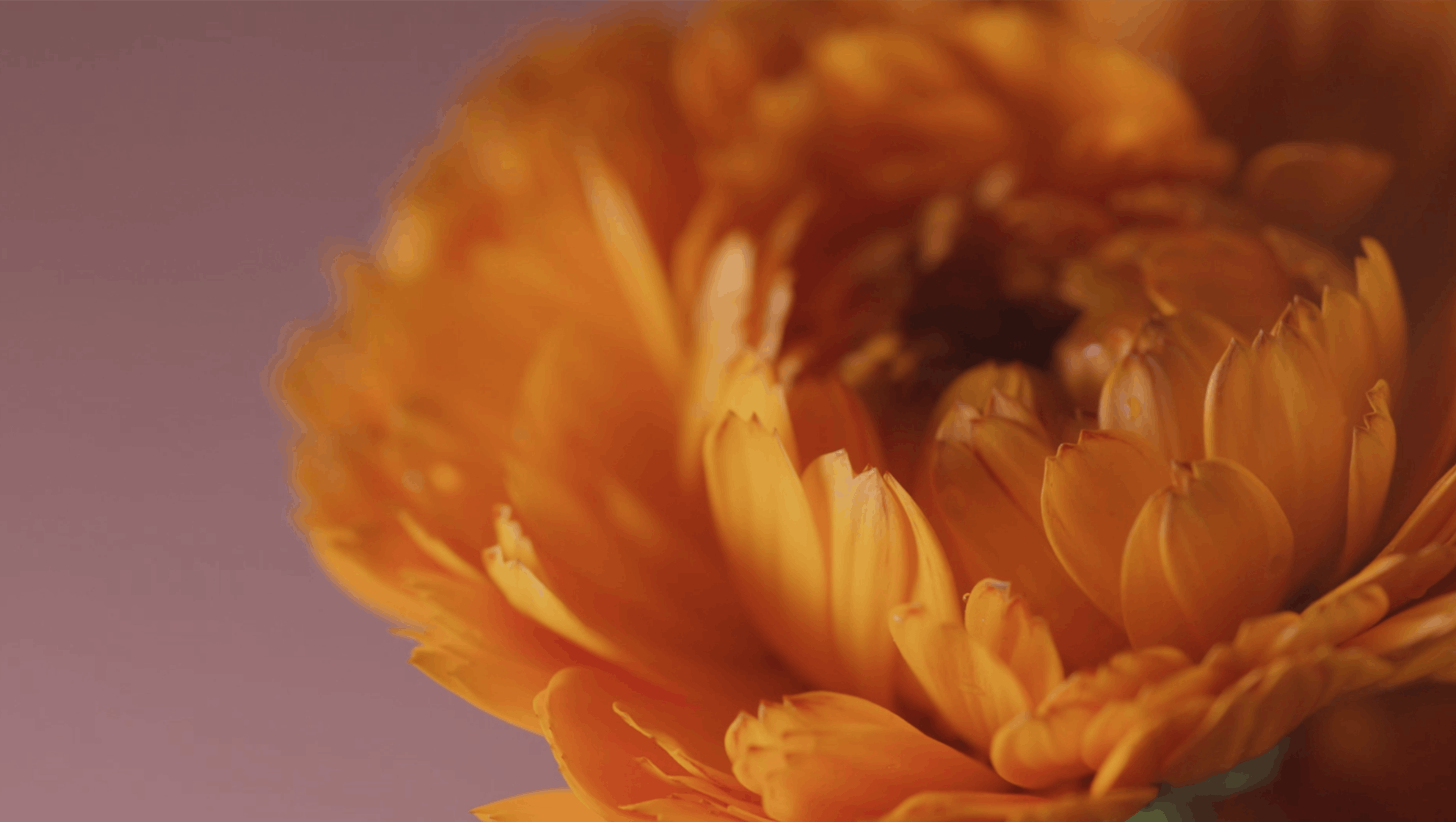 vidéo calendula