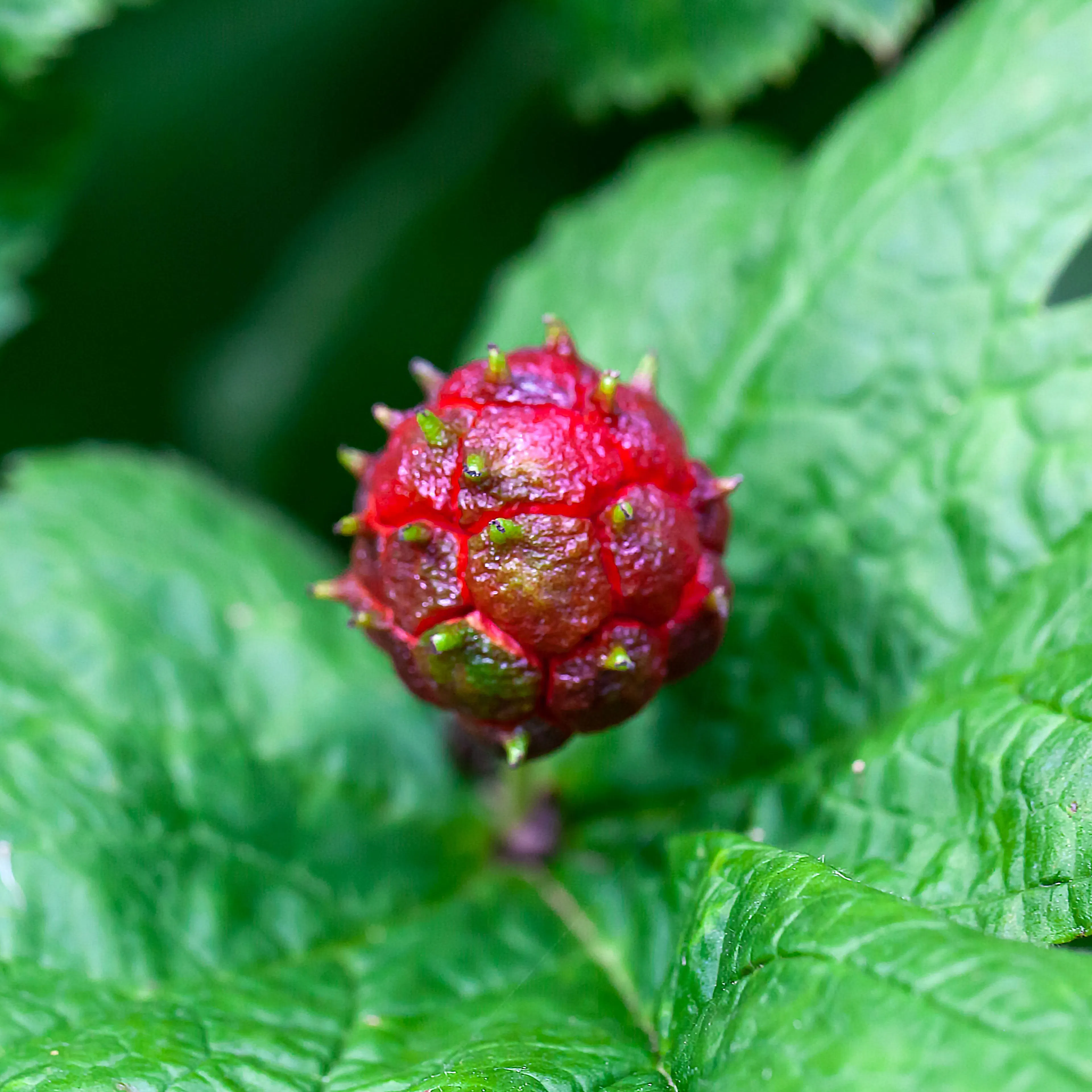 Fruit hydraste propriété Boiron