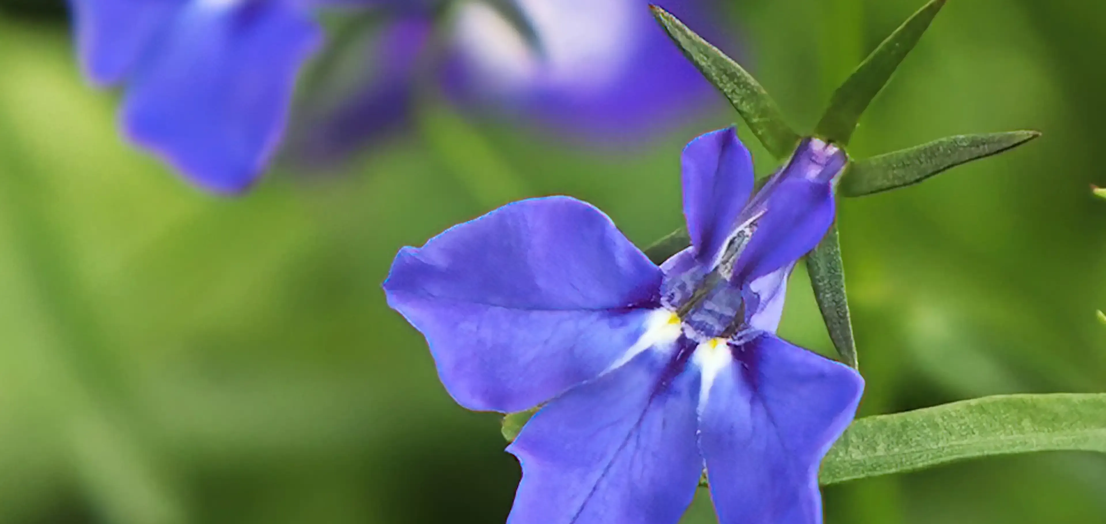 Lobelia inflata