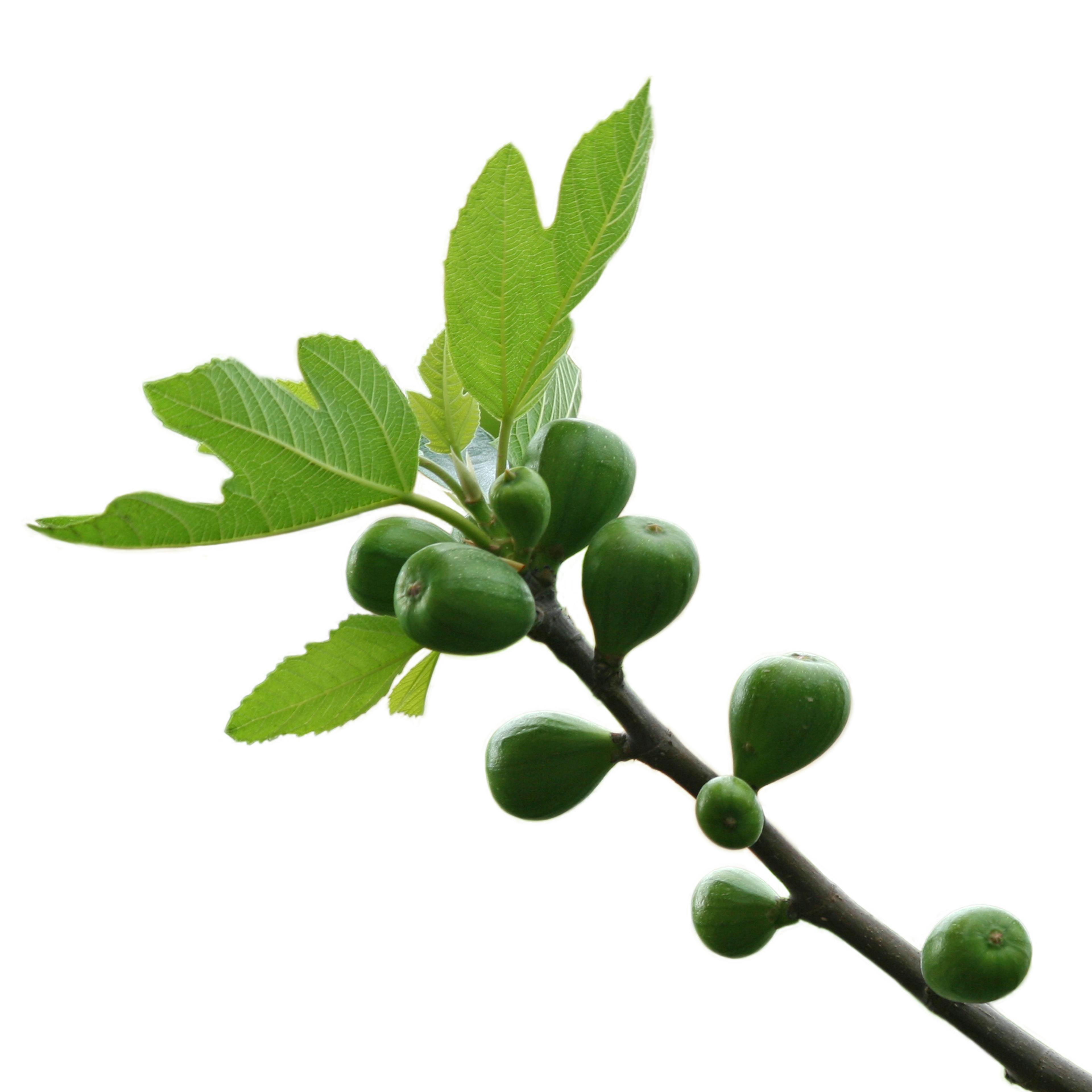 ficus carica foglie e frutti