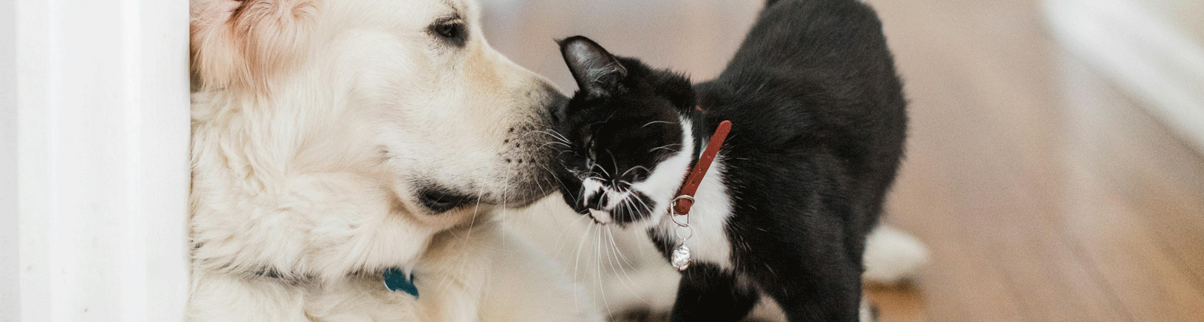 blessures chien chat soigner plaie boiron