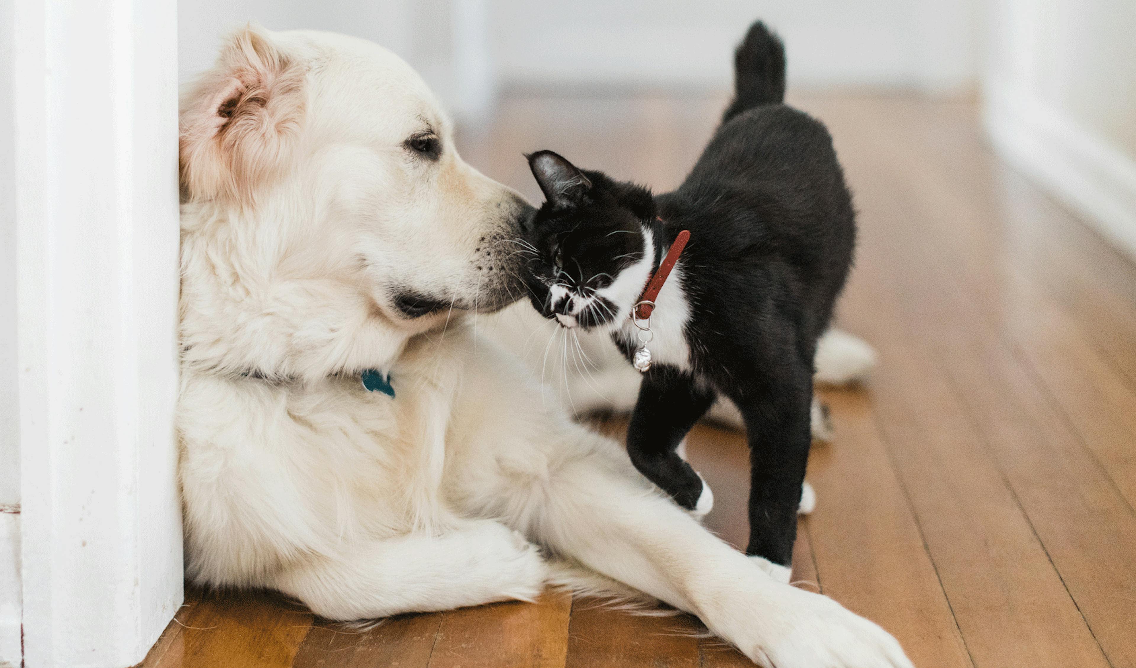 blessures chien chat soigner plaie boiron
