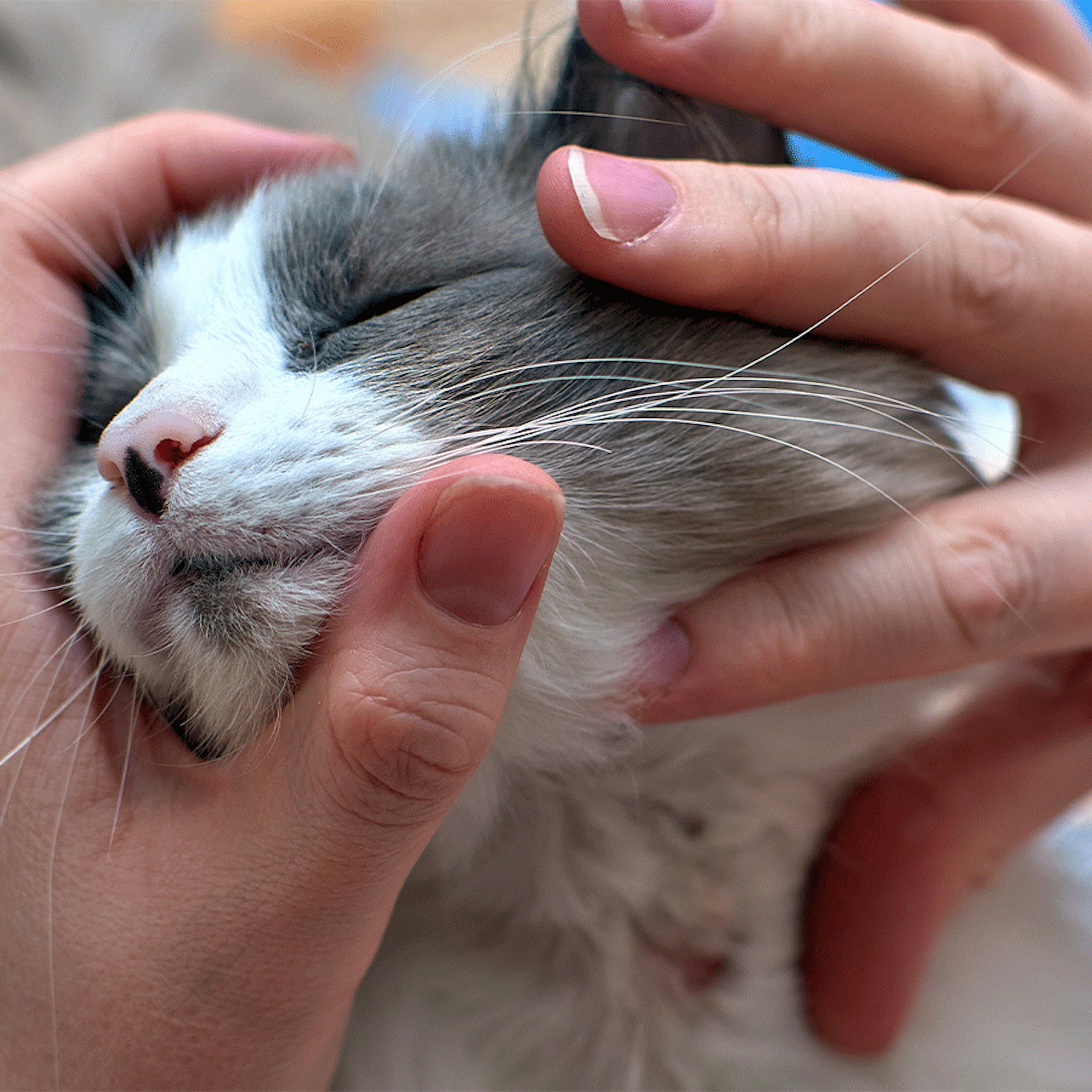 nettoyage plaie chat boiron