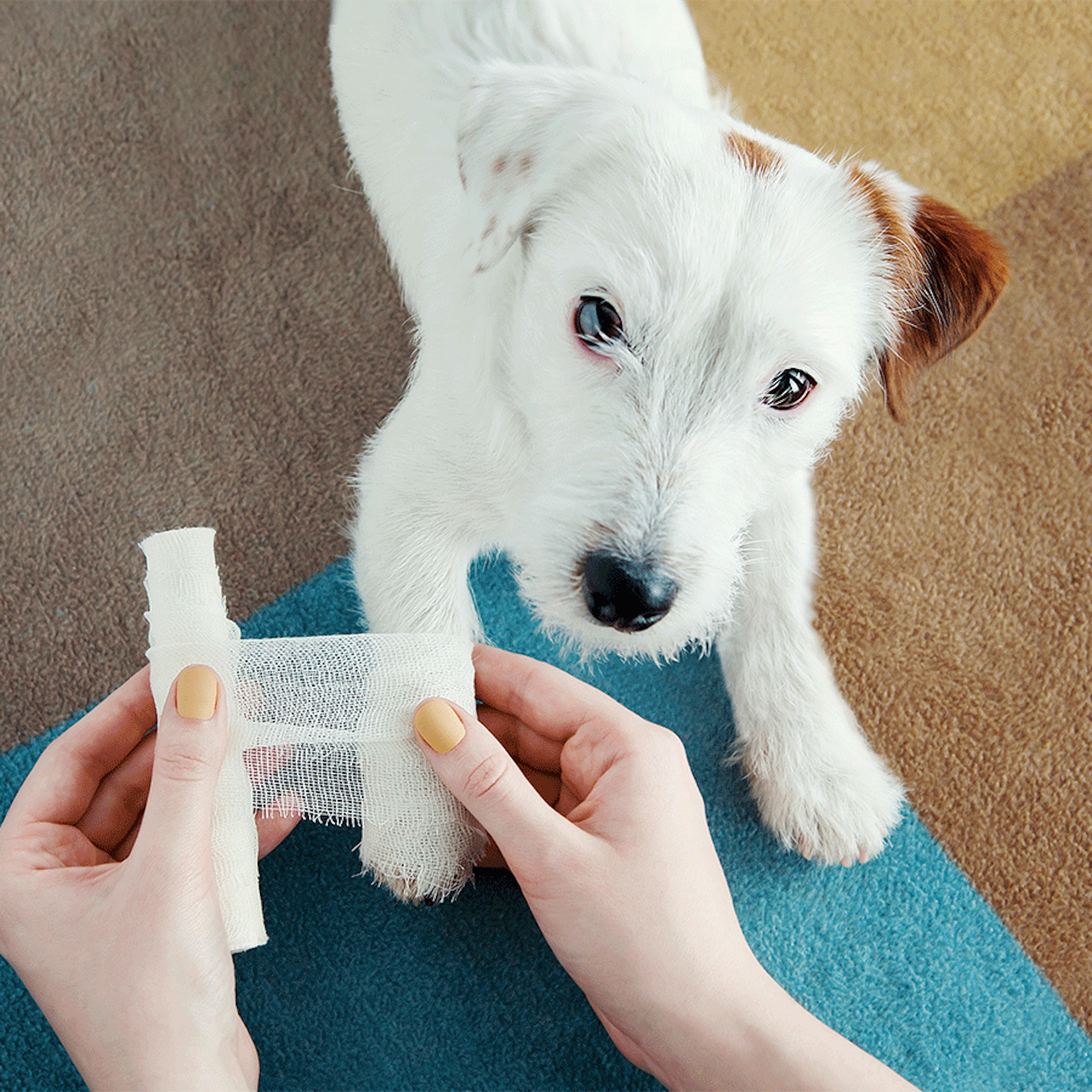 blessures chien chat desinfection boiron