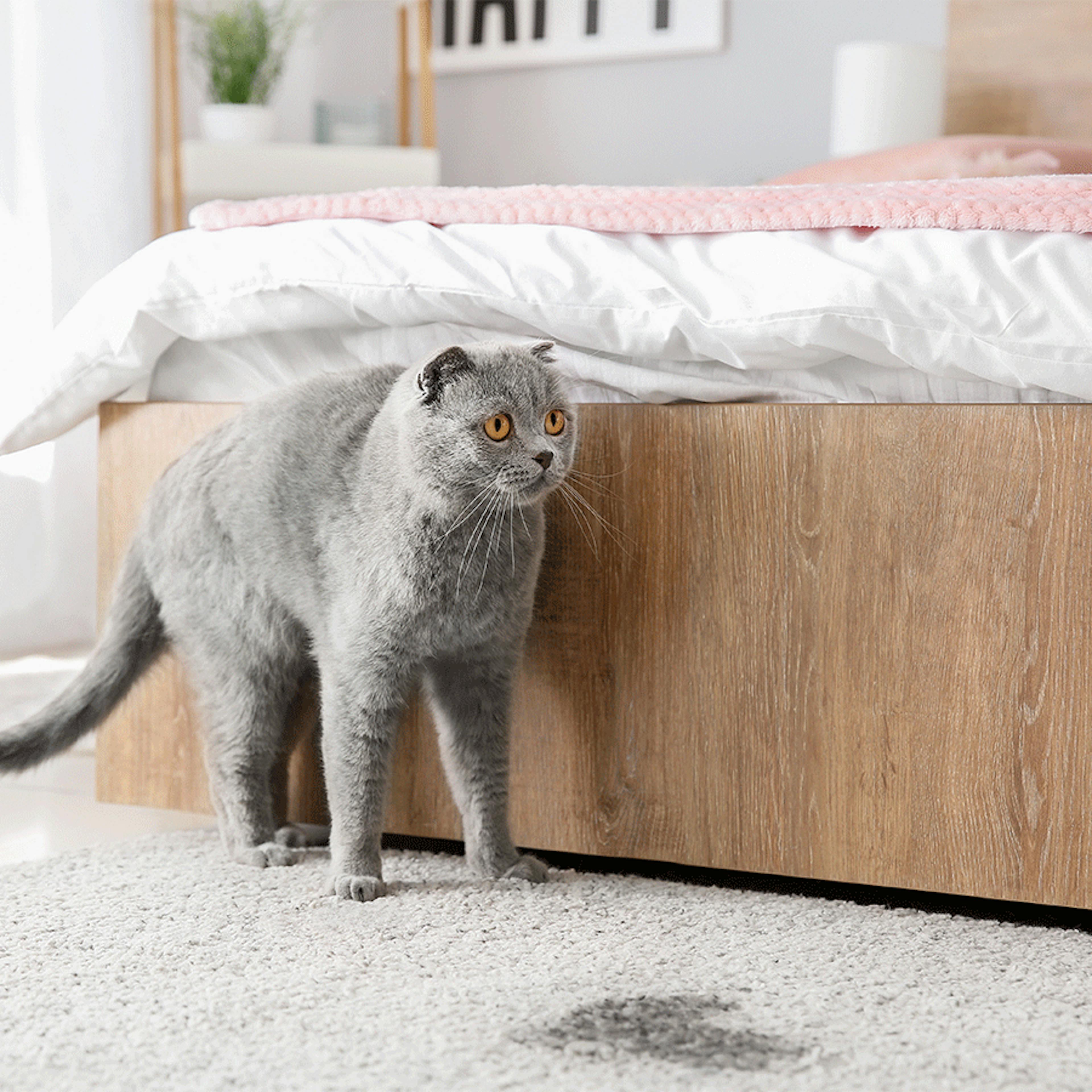 chat problèmes urinaires cystite