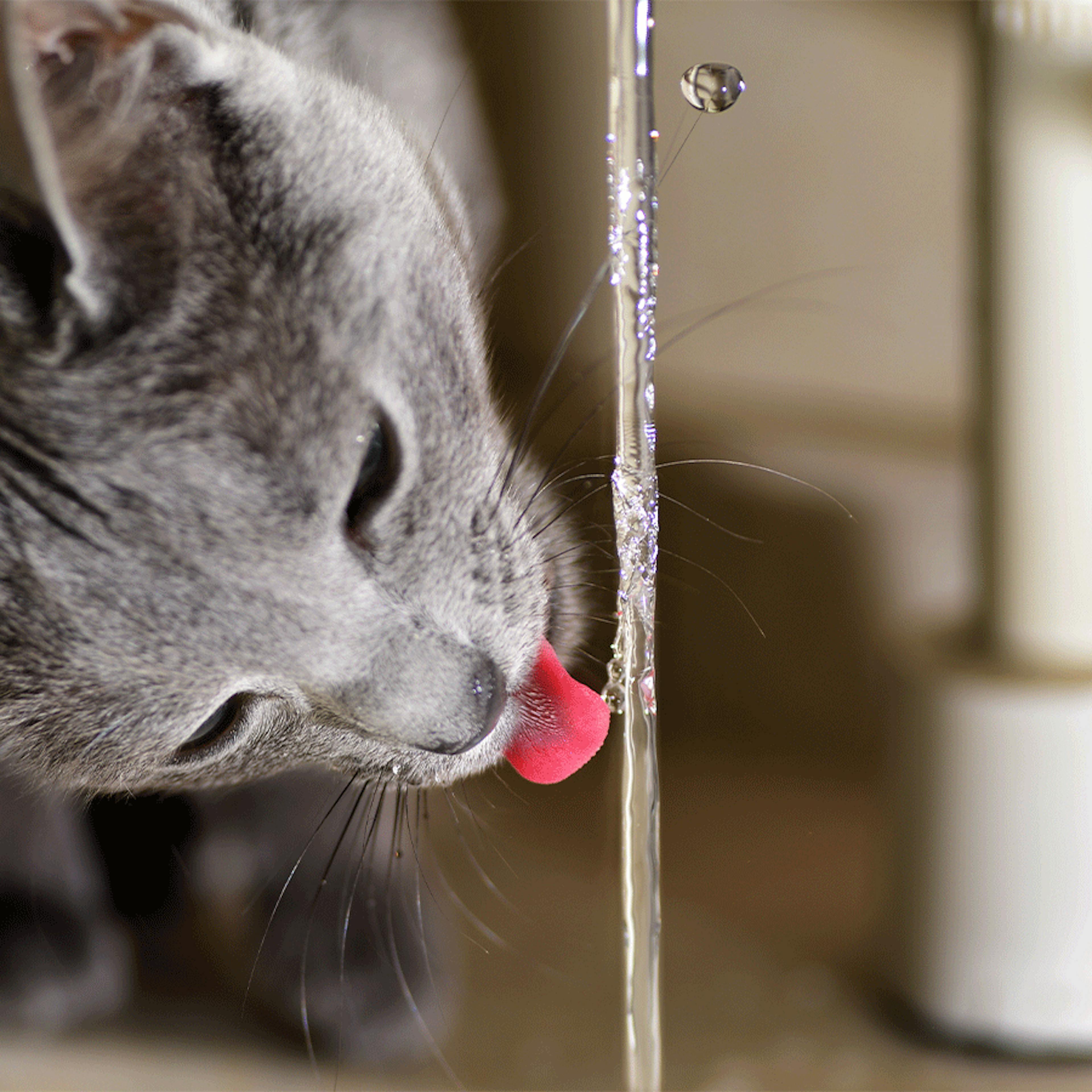 problèmes urinaires chat hydratation
