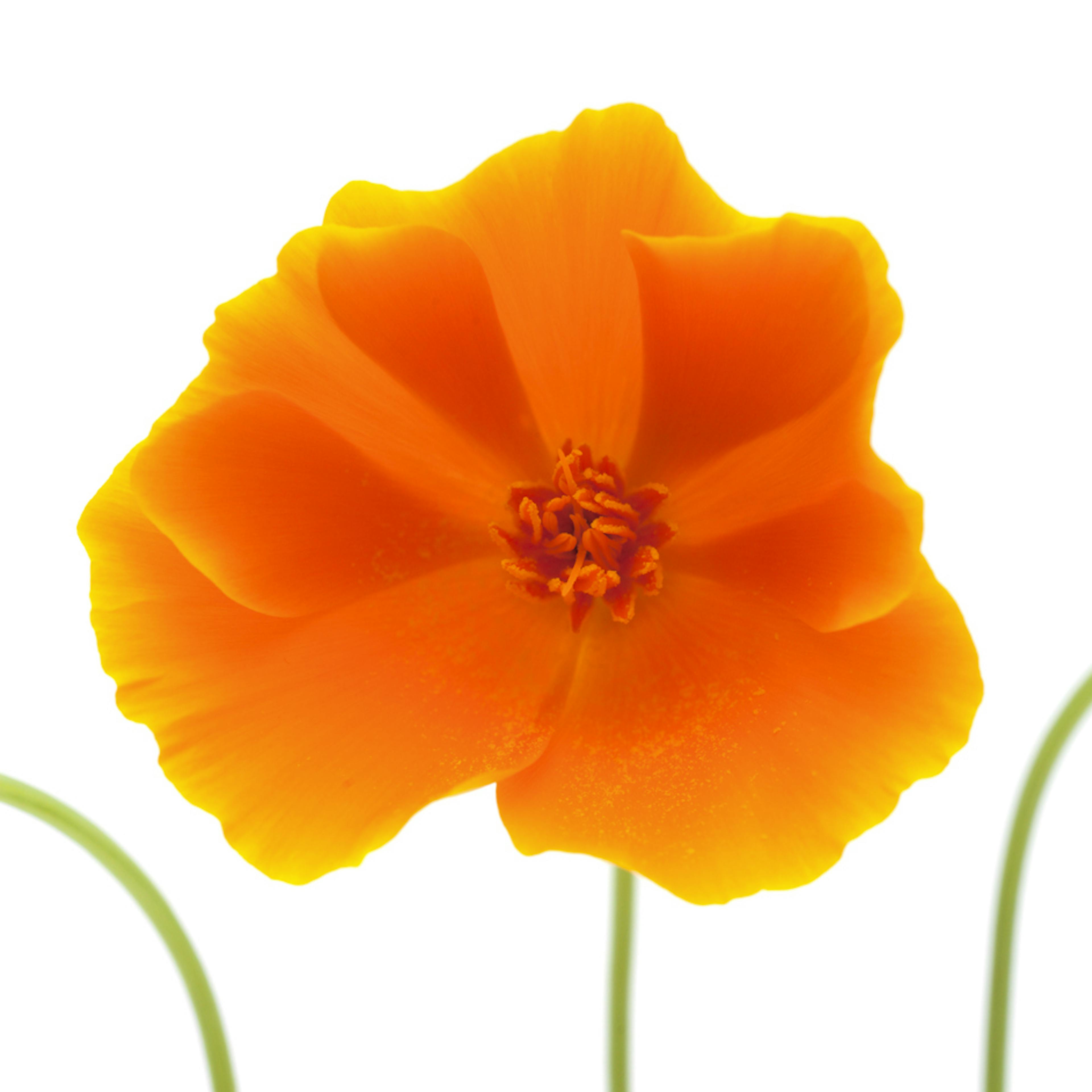 eschscholzia californica pianta