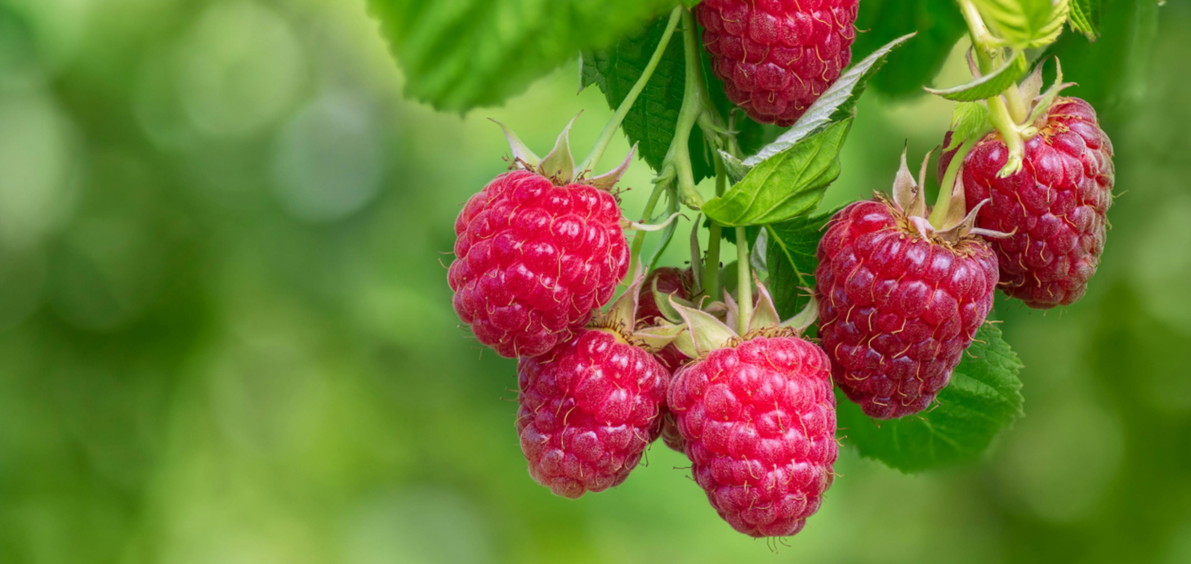 Pianta di lampone, rubus idaeus, con arbusto e frutti