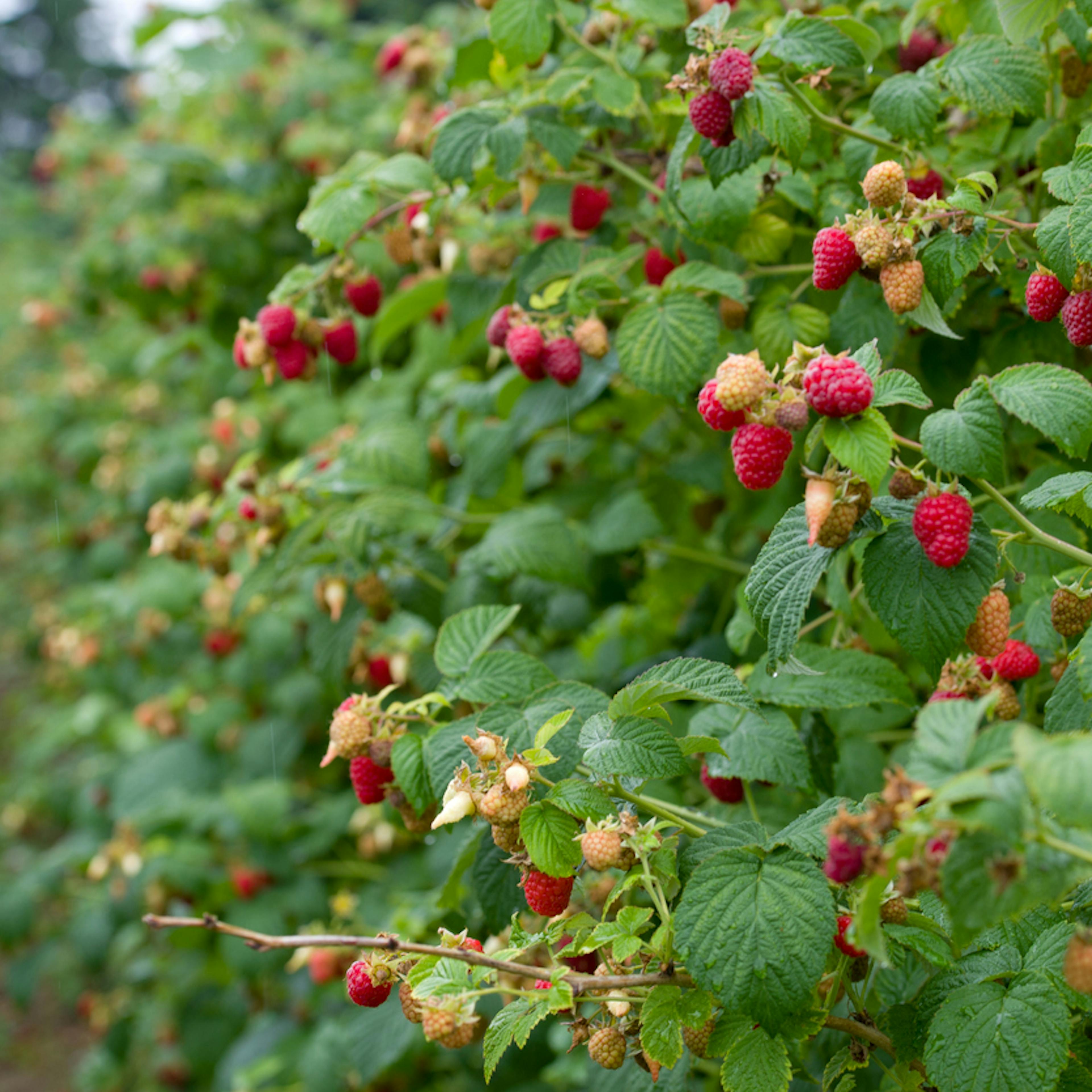 Pianta di lampone, rubus idaeus, con arbusto e frutti