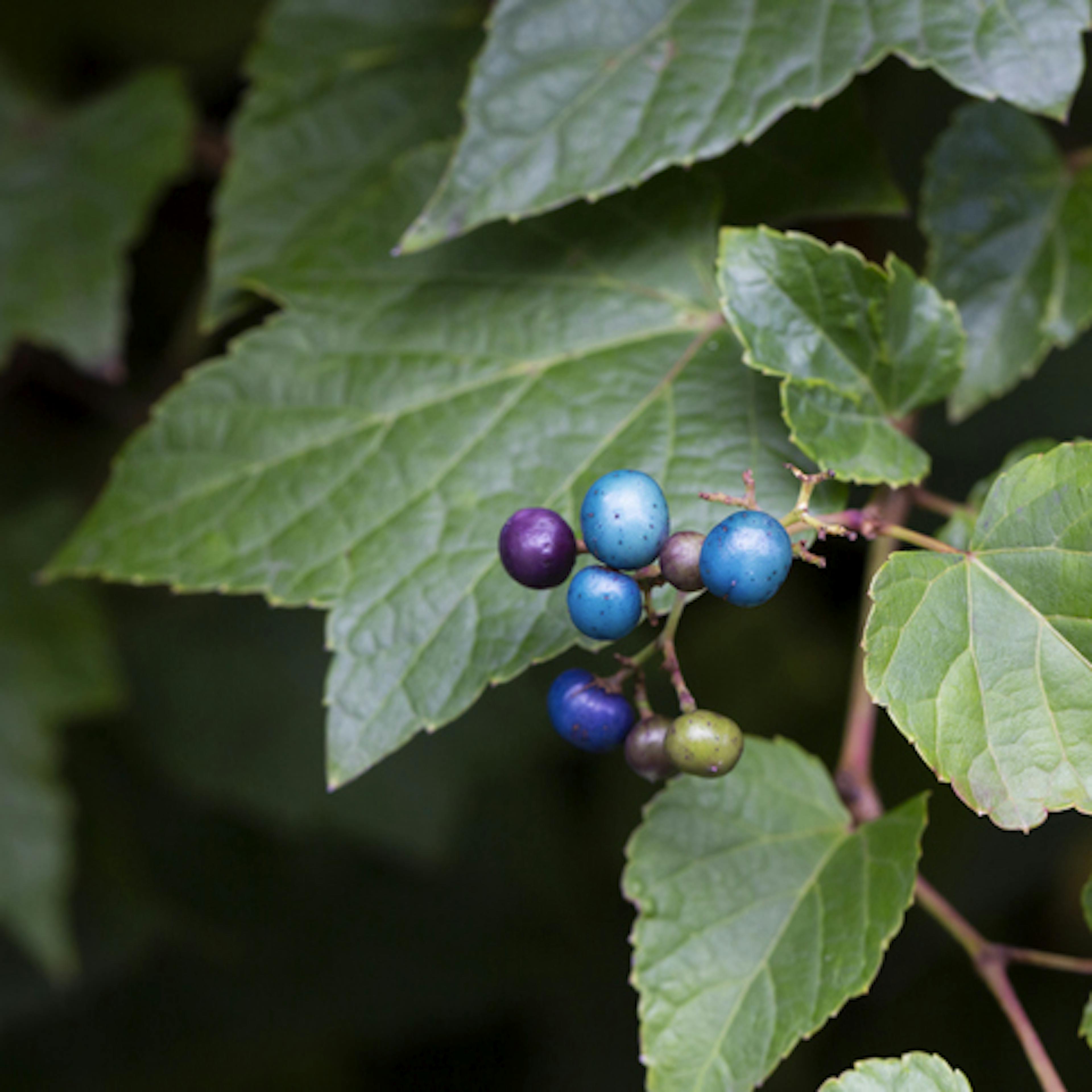 Foglie e bacche di Ampelopsis Weitchii, vite canadese