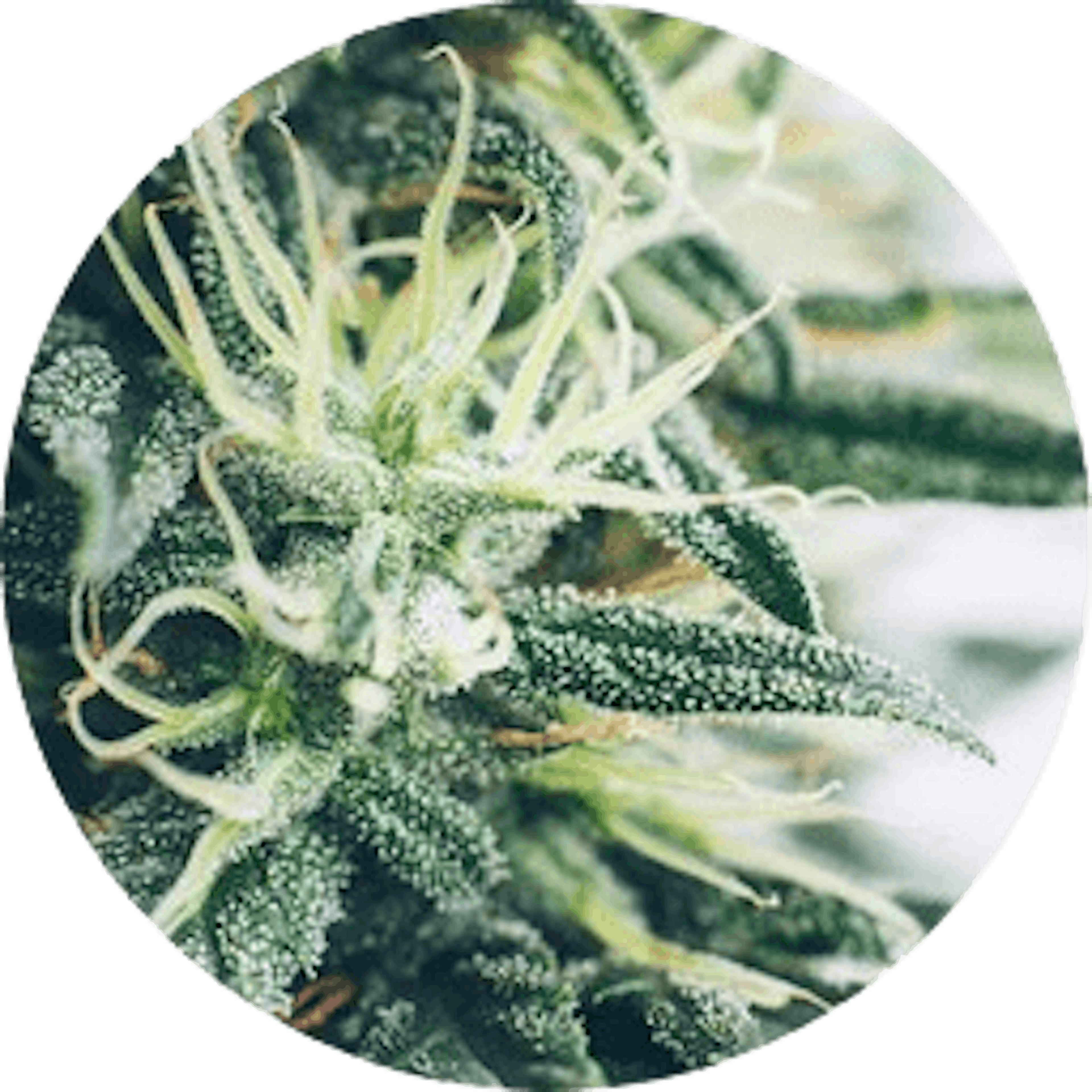 CBD naturel issu du Cannabis sativa bio