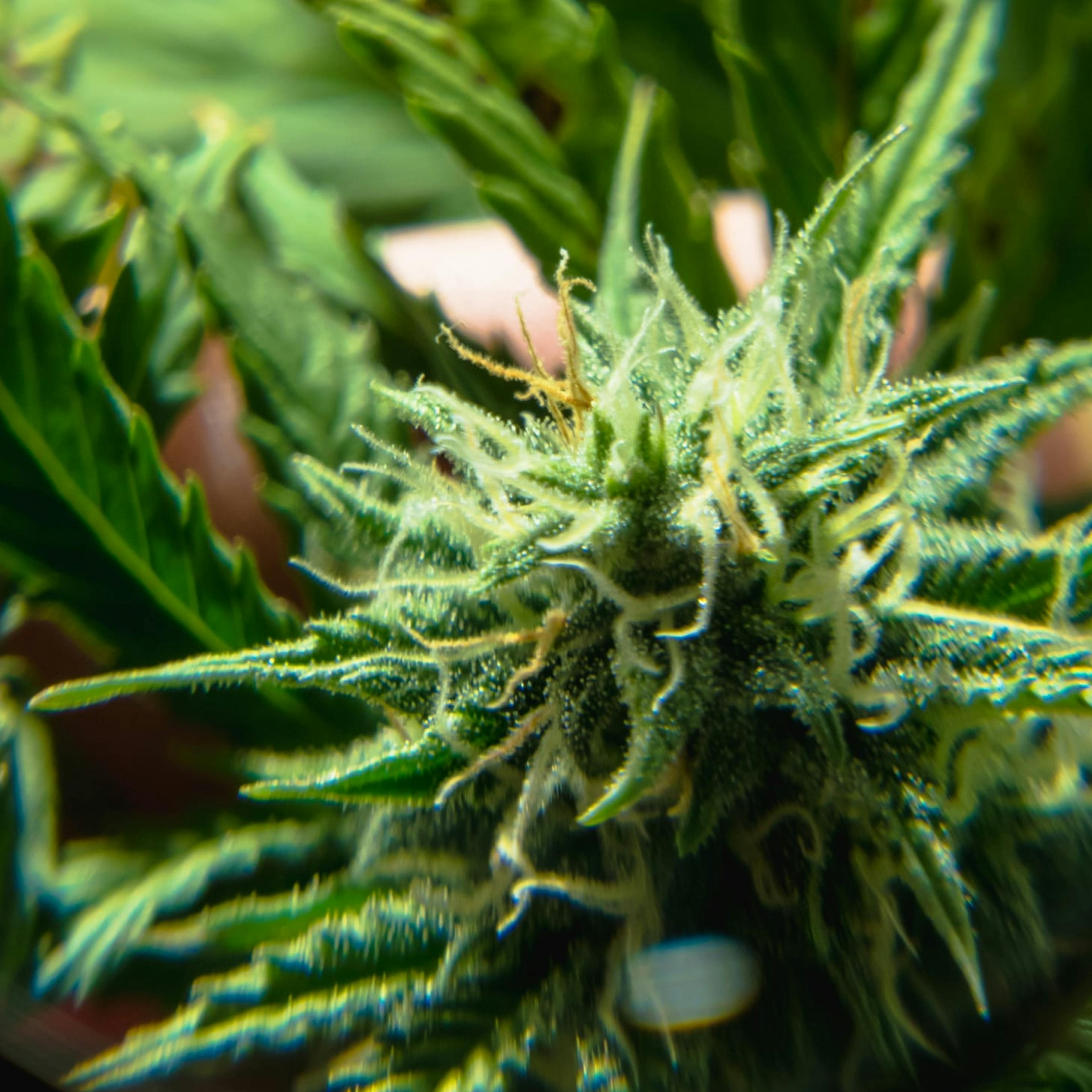 Plante de CBD Boiron