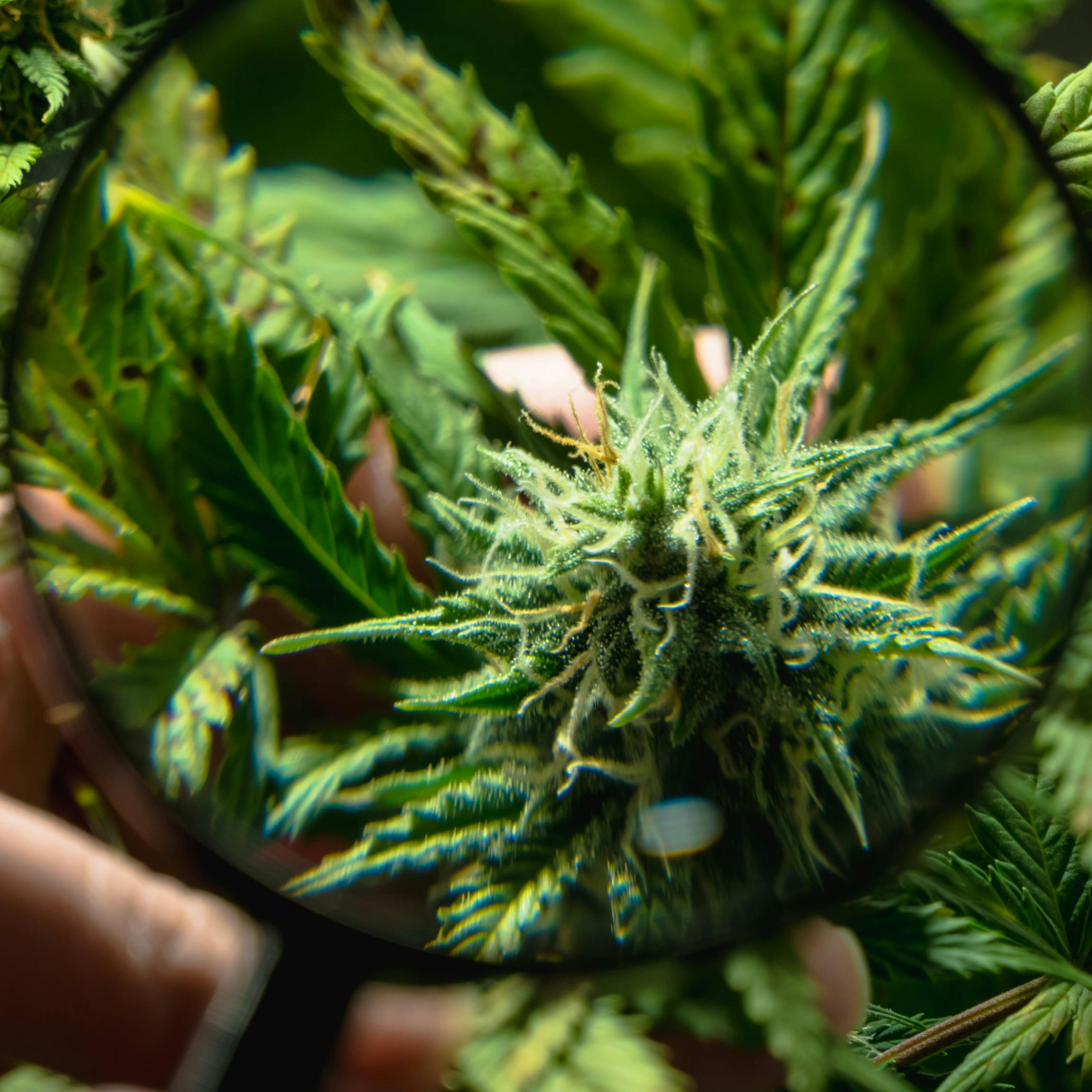 CBD-plant Boiron
