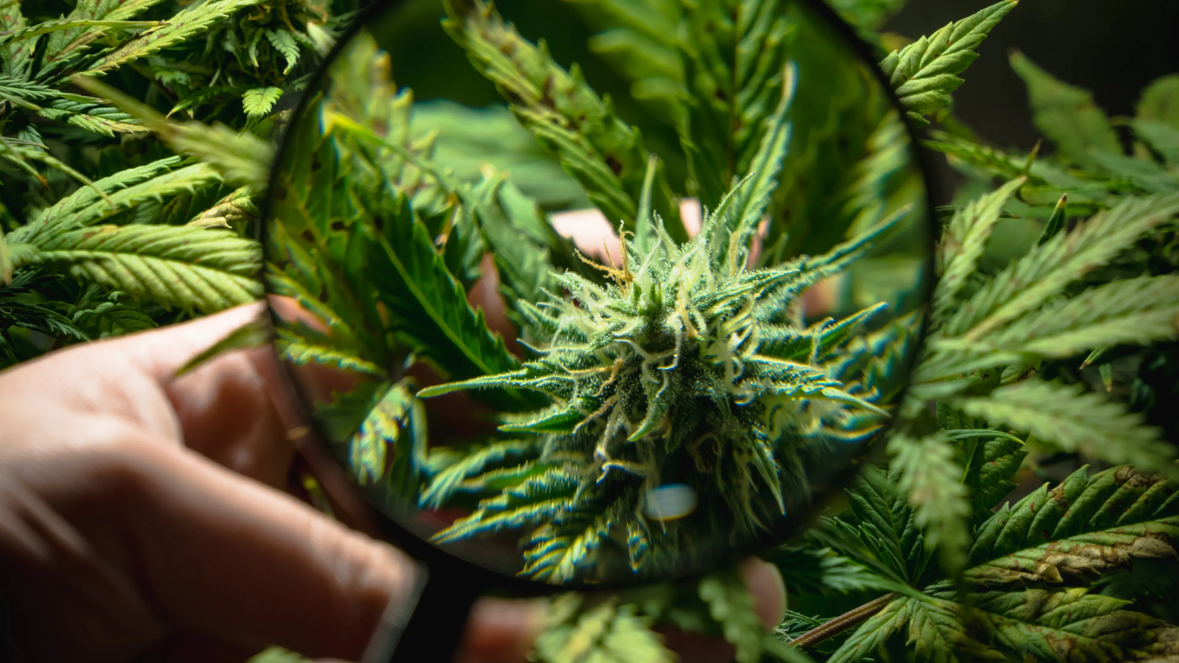 Plante de CBD Boiron