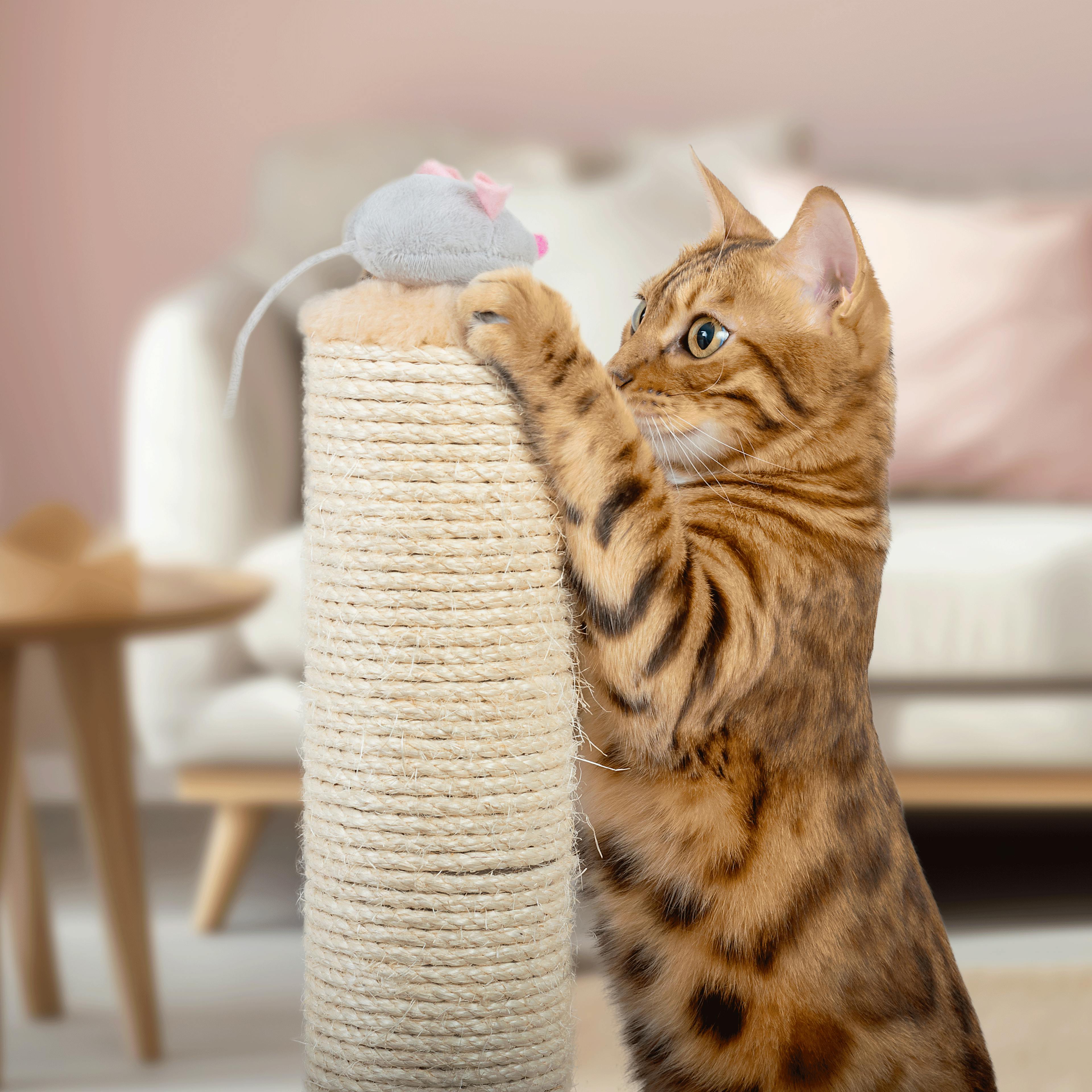 apaiser chat anxieux homeopathie