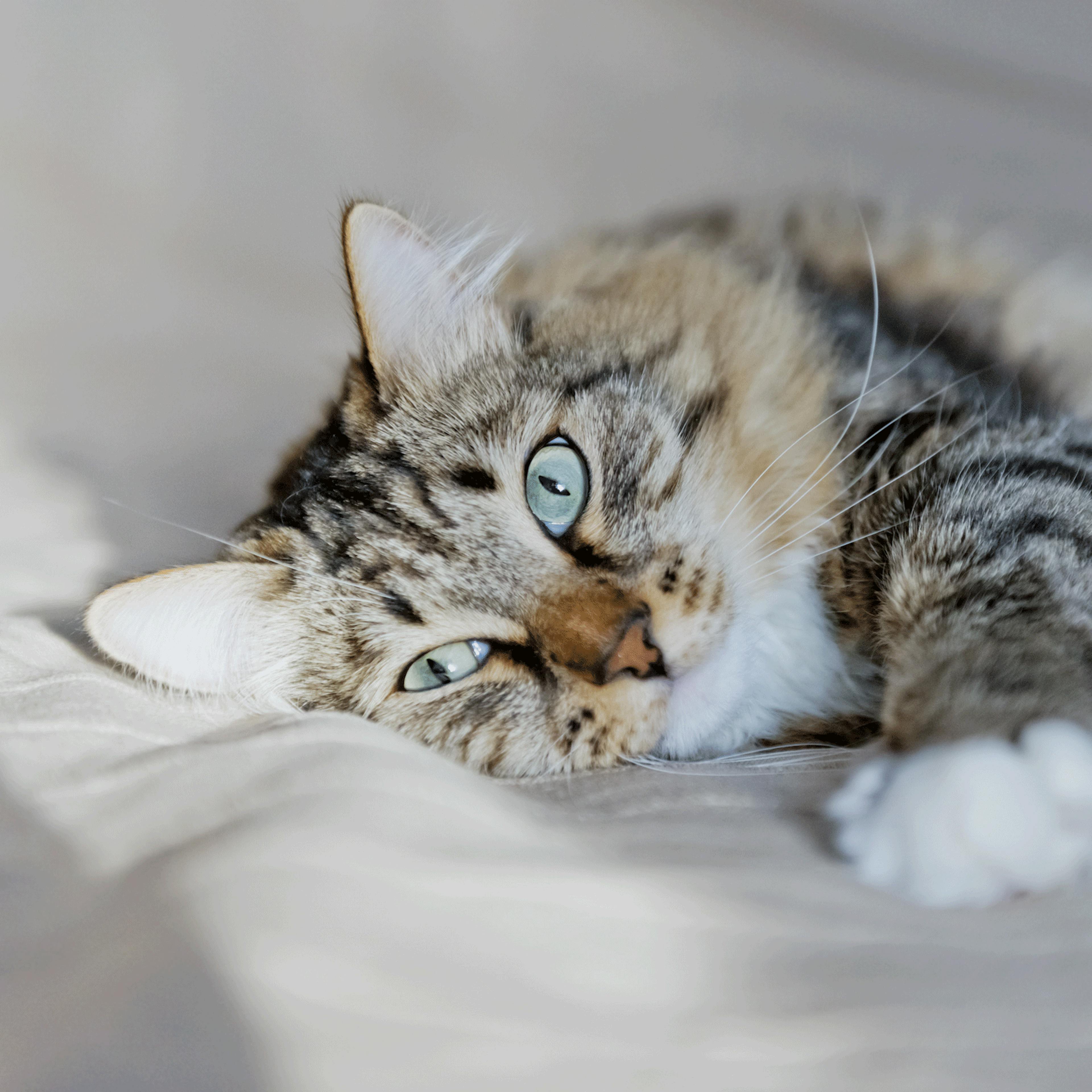 chat anxiete boiron