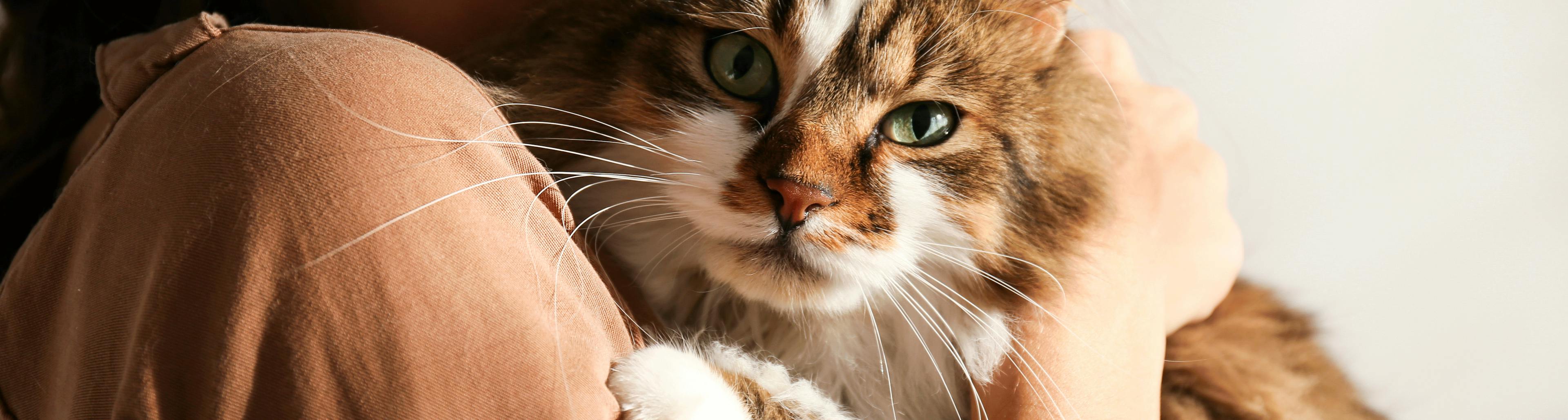 apaiser soulager anxiete chat homeopathie boiron