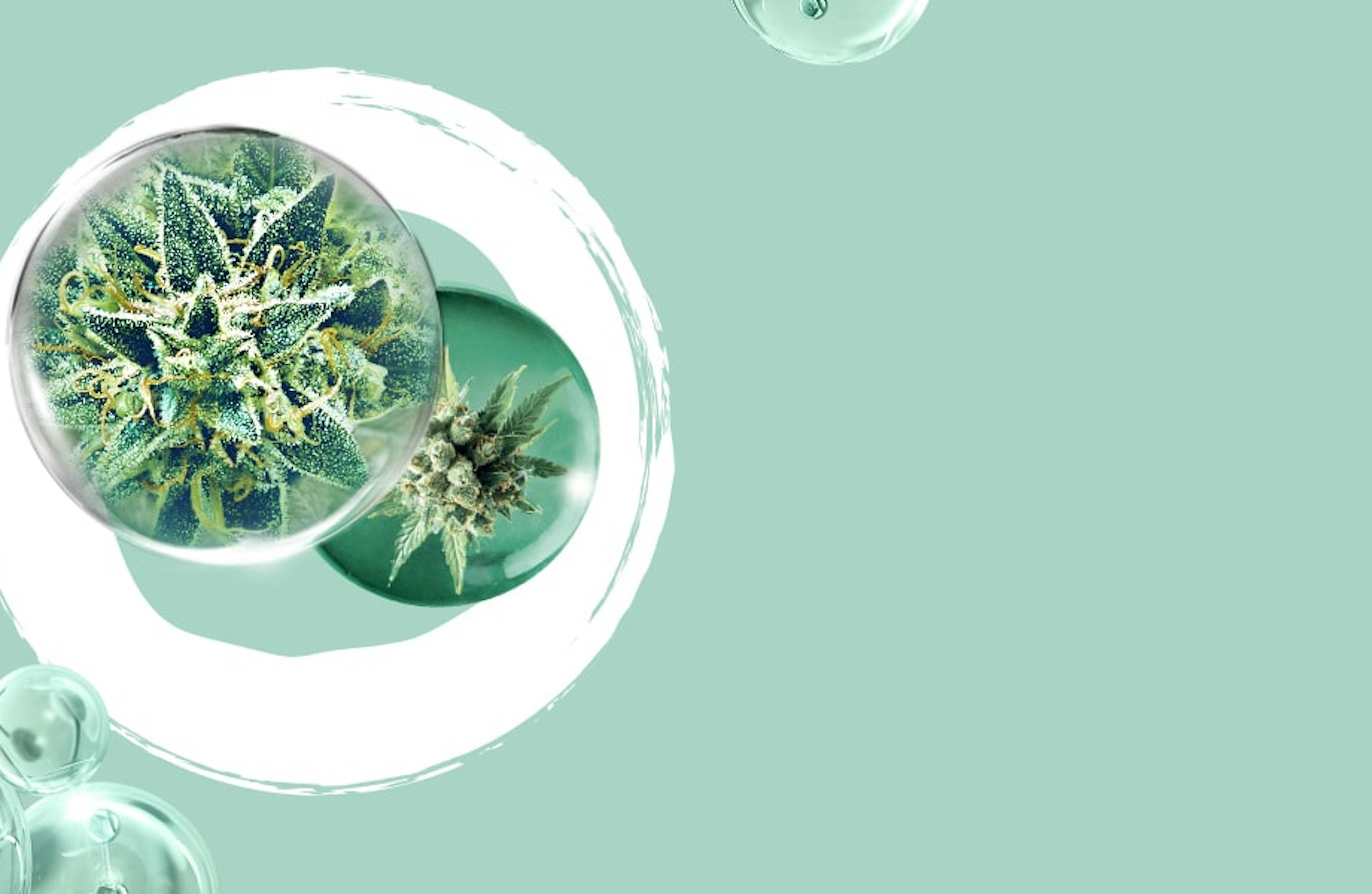 CBD encapsulé de la marque Boiron