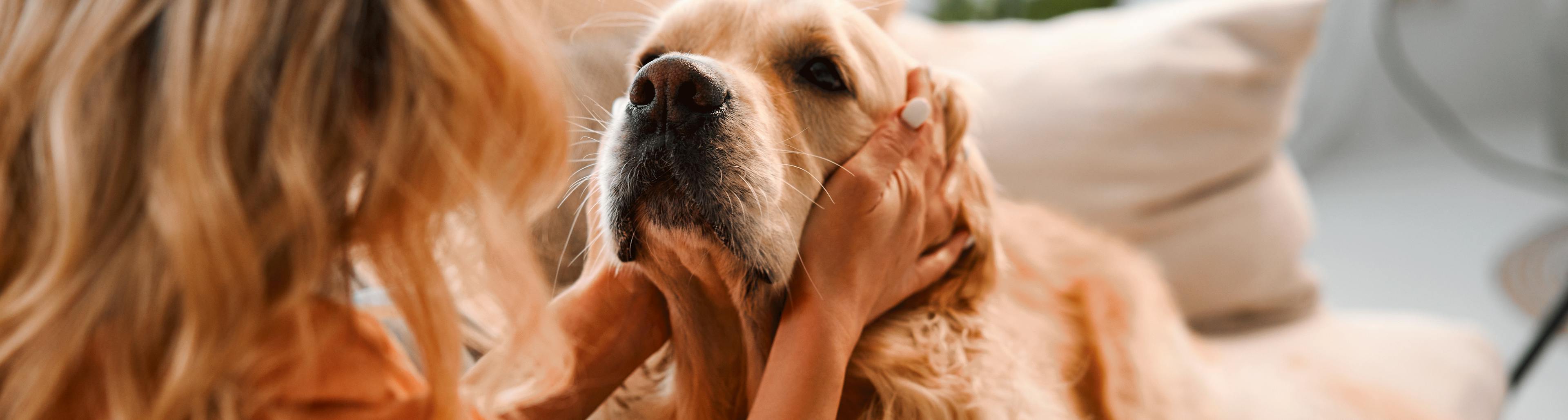 soulager anxiété chien boiron