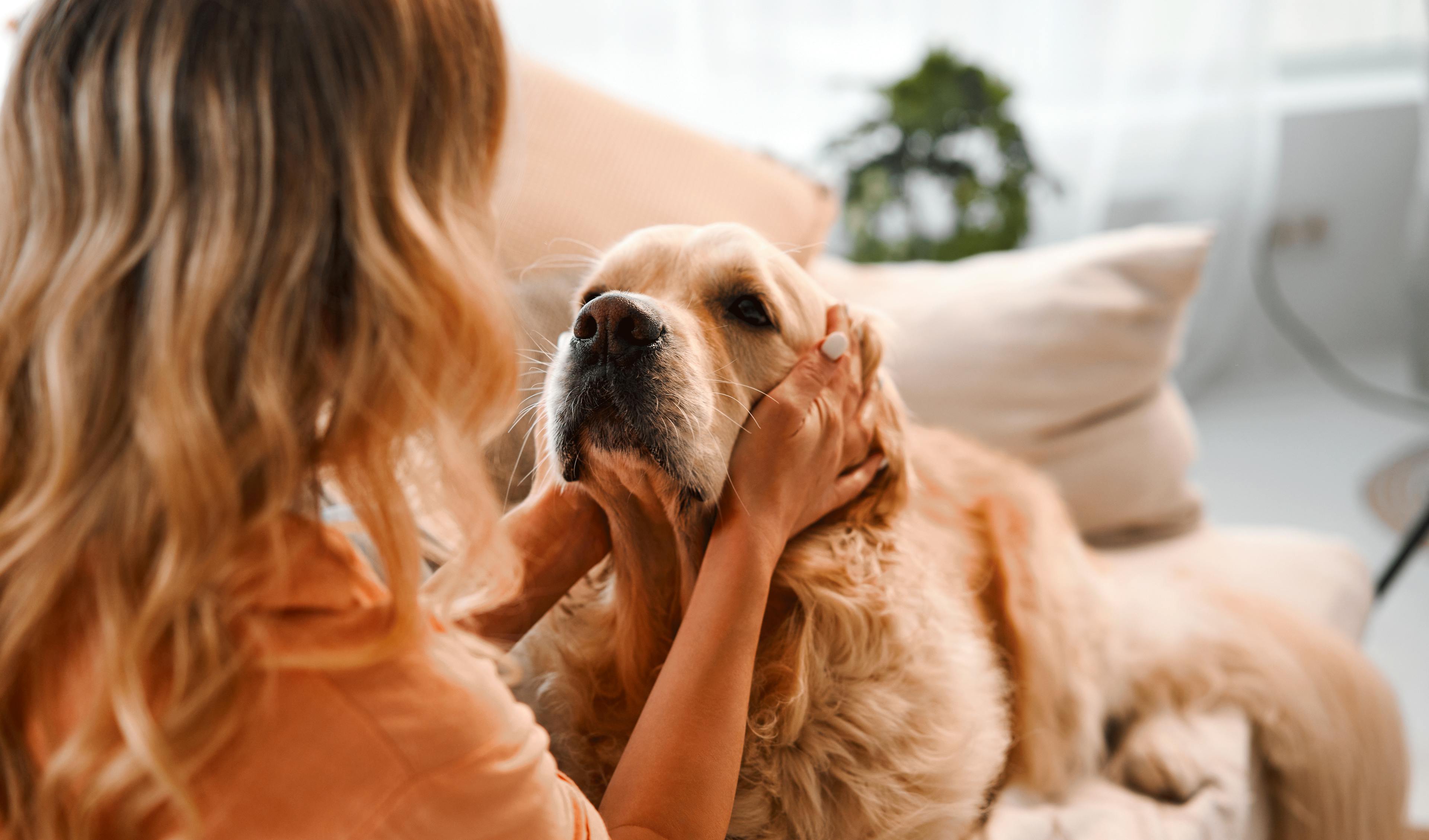 soulager anxiété chien boiron