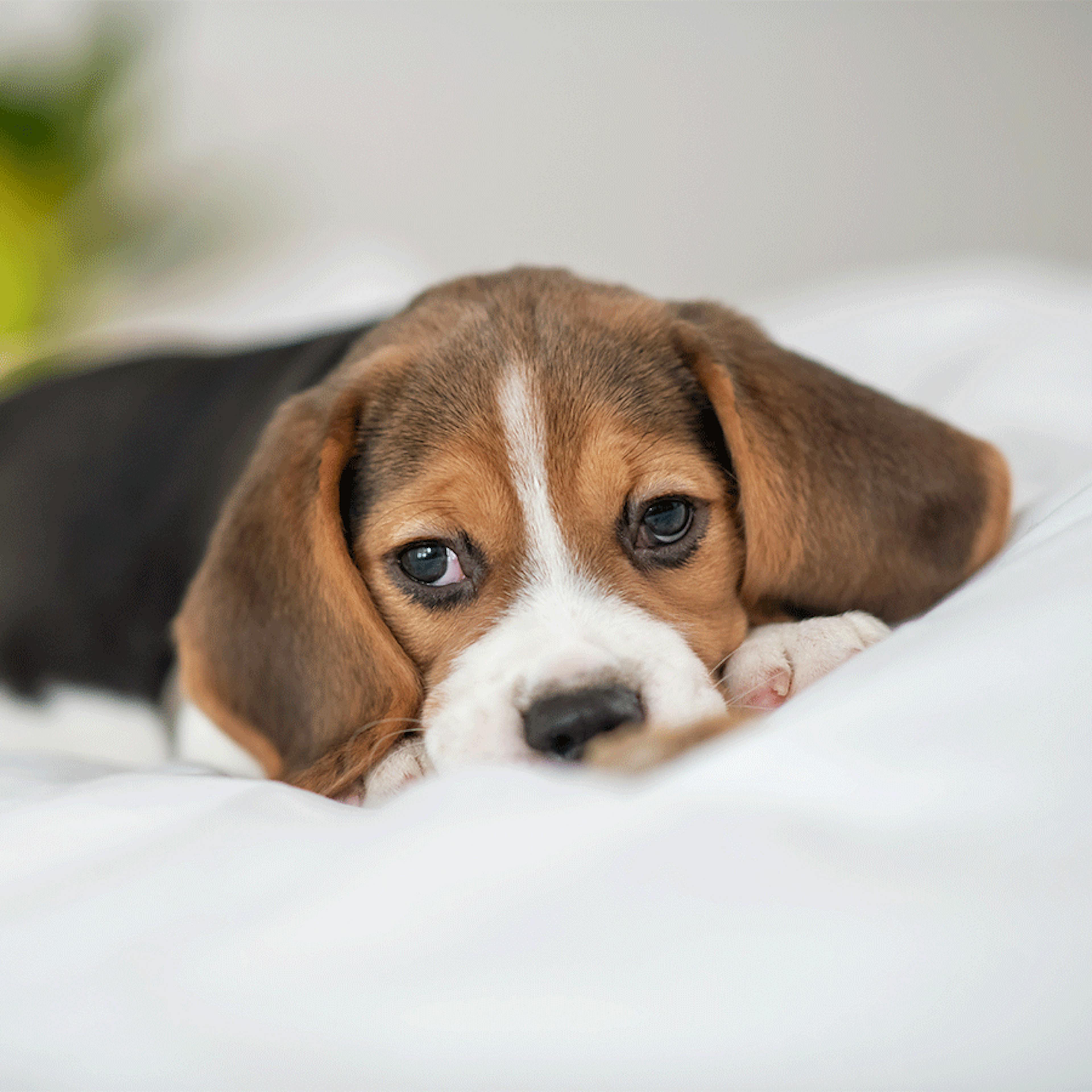 sources stress chien