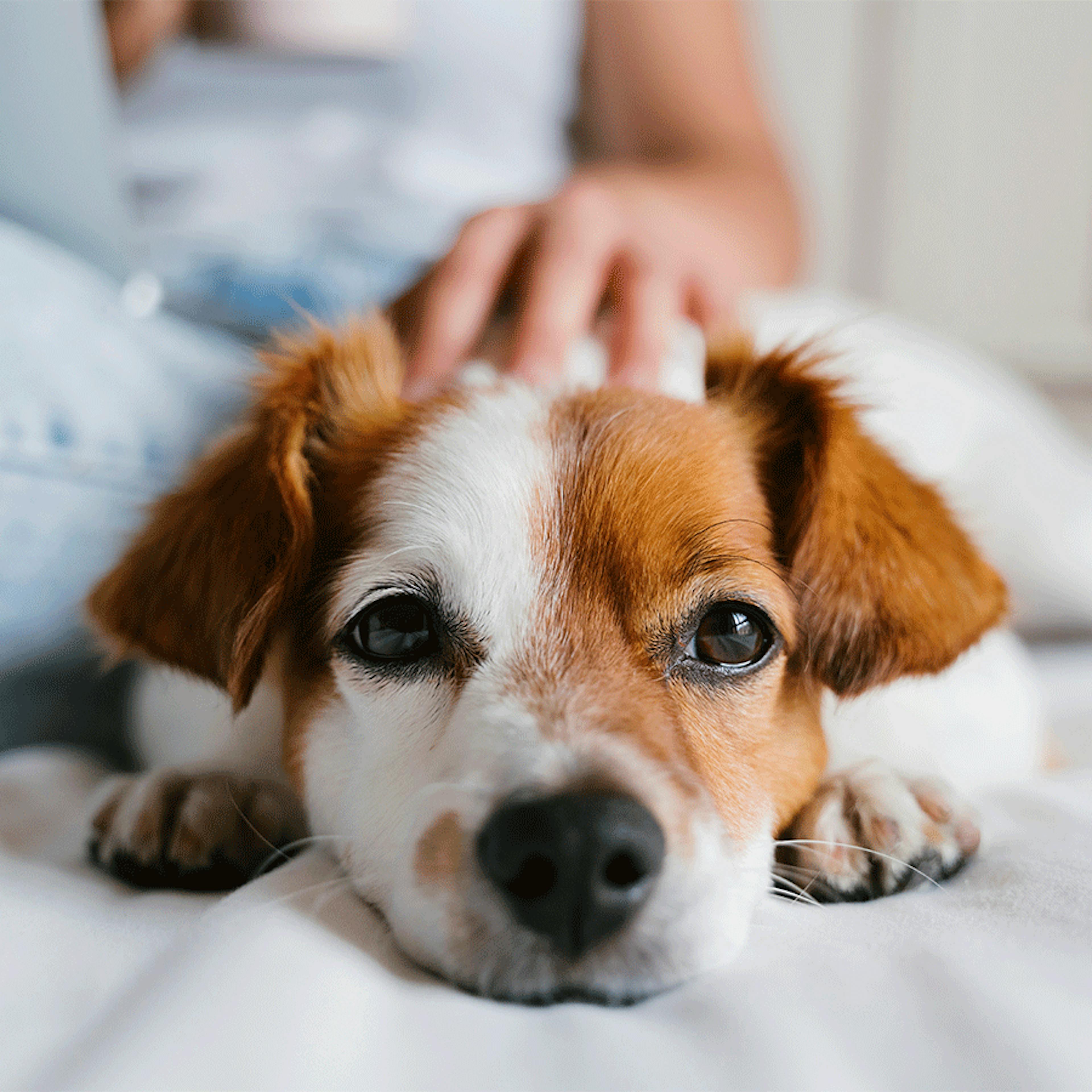 anxiété chien boiron homéopathie