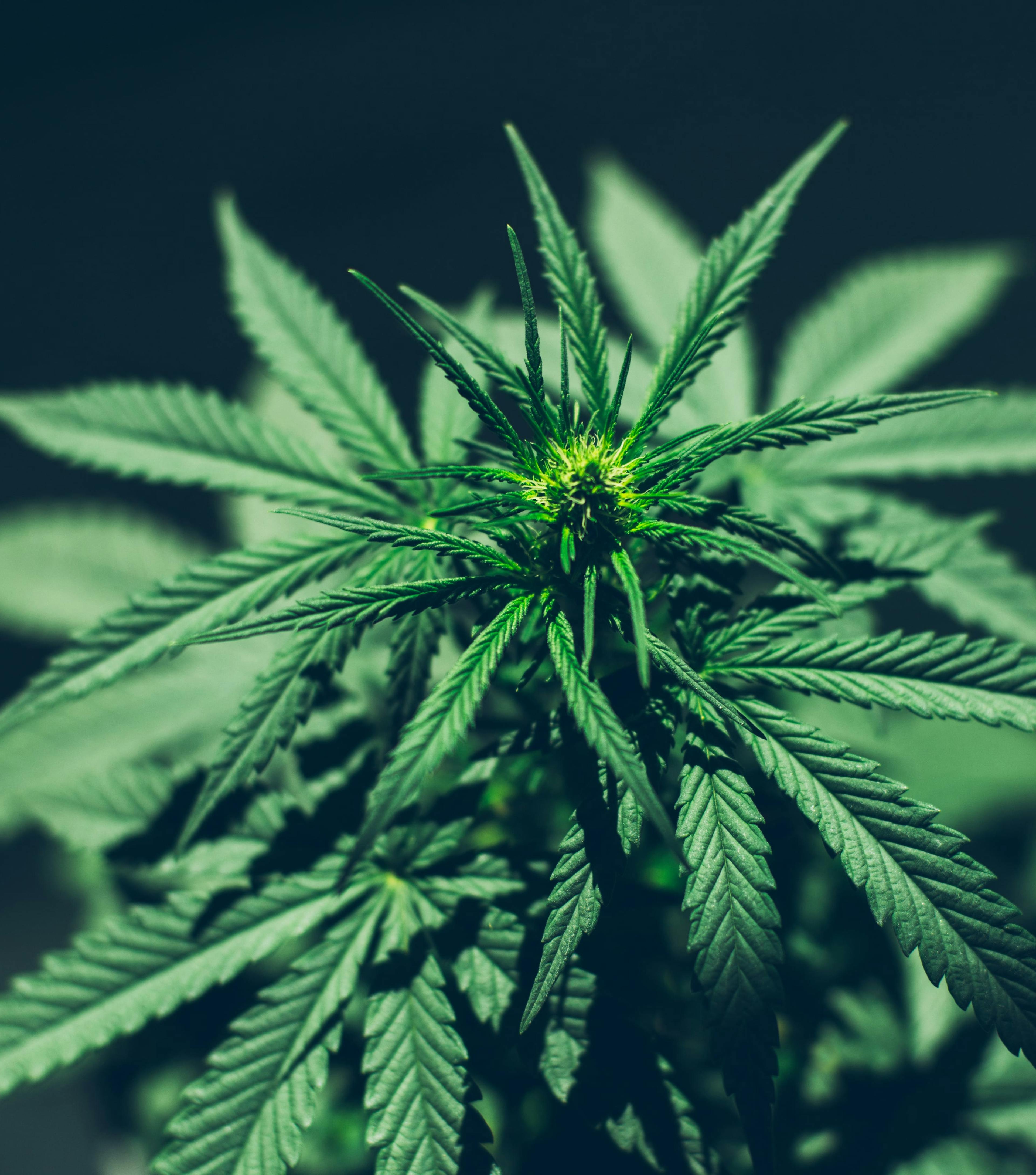plante cbd