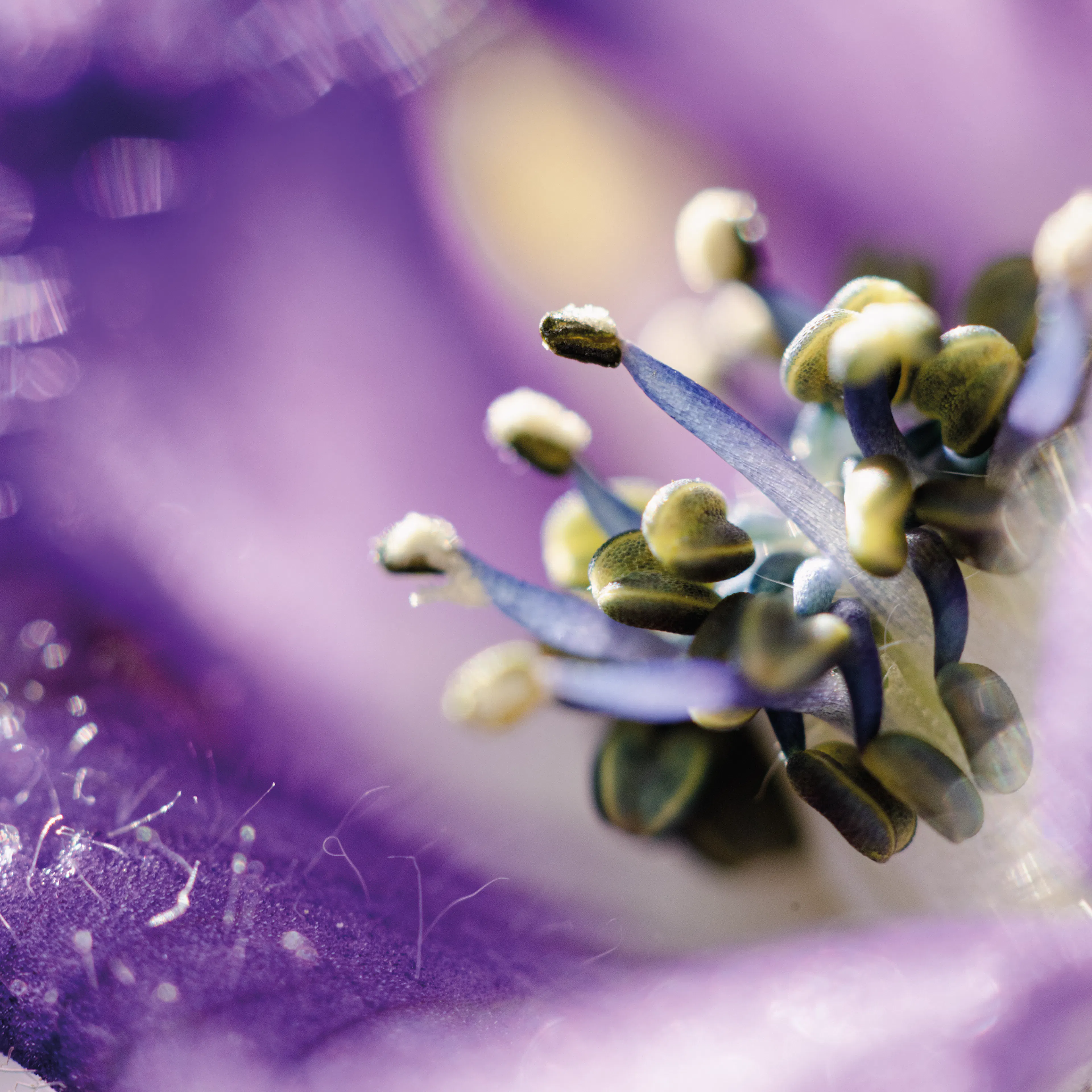 Aconite napel souche homeopathique