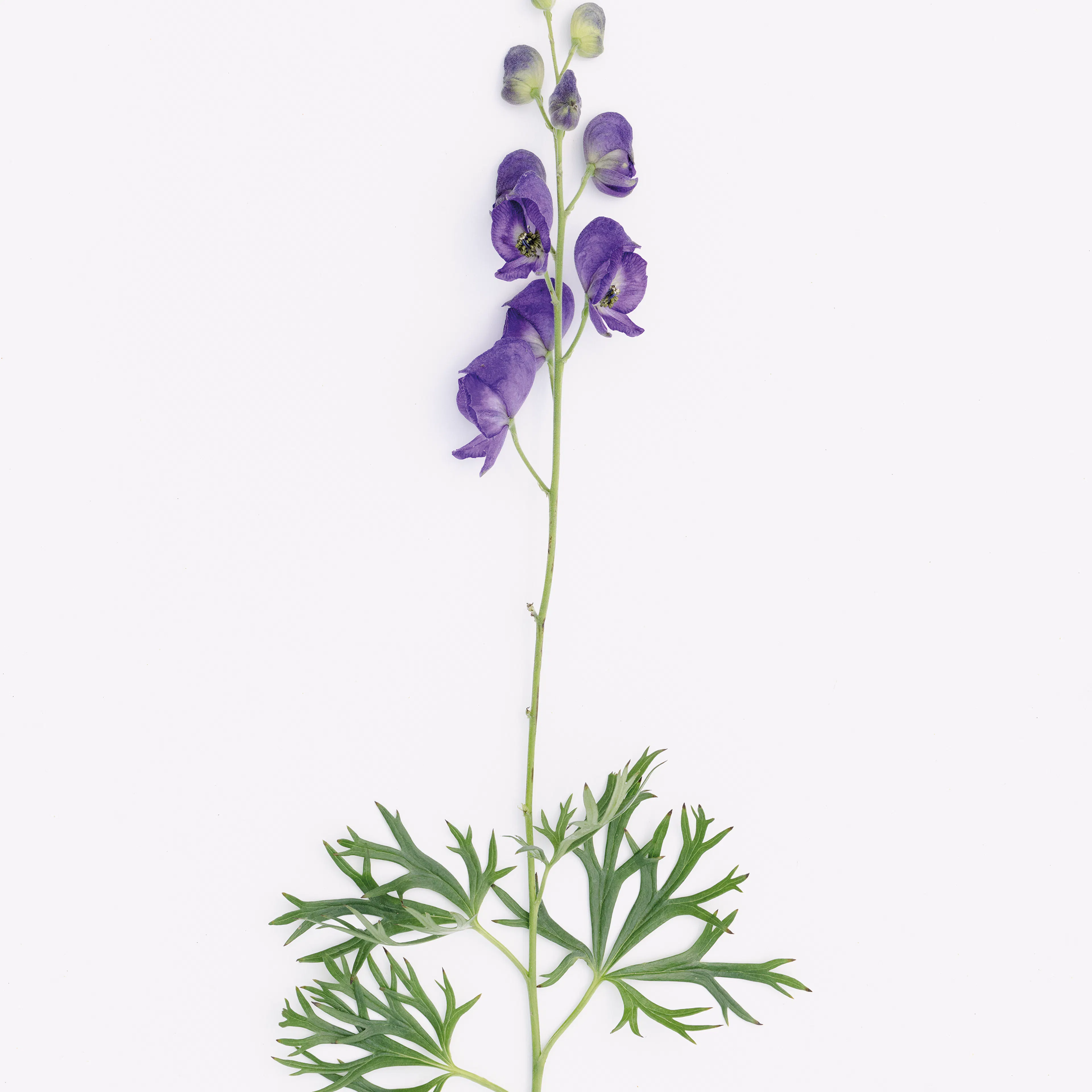 aconite napel