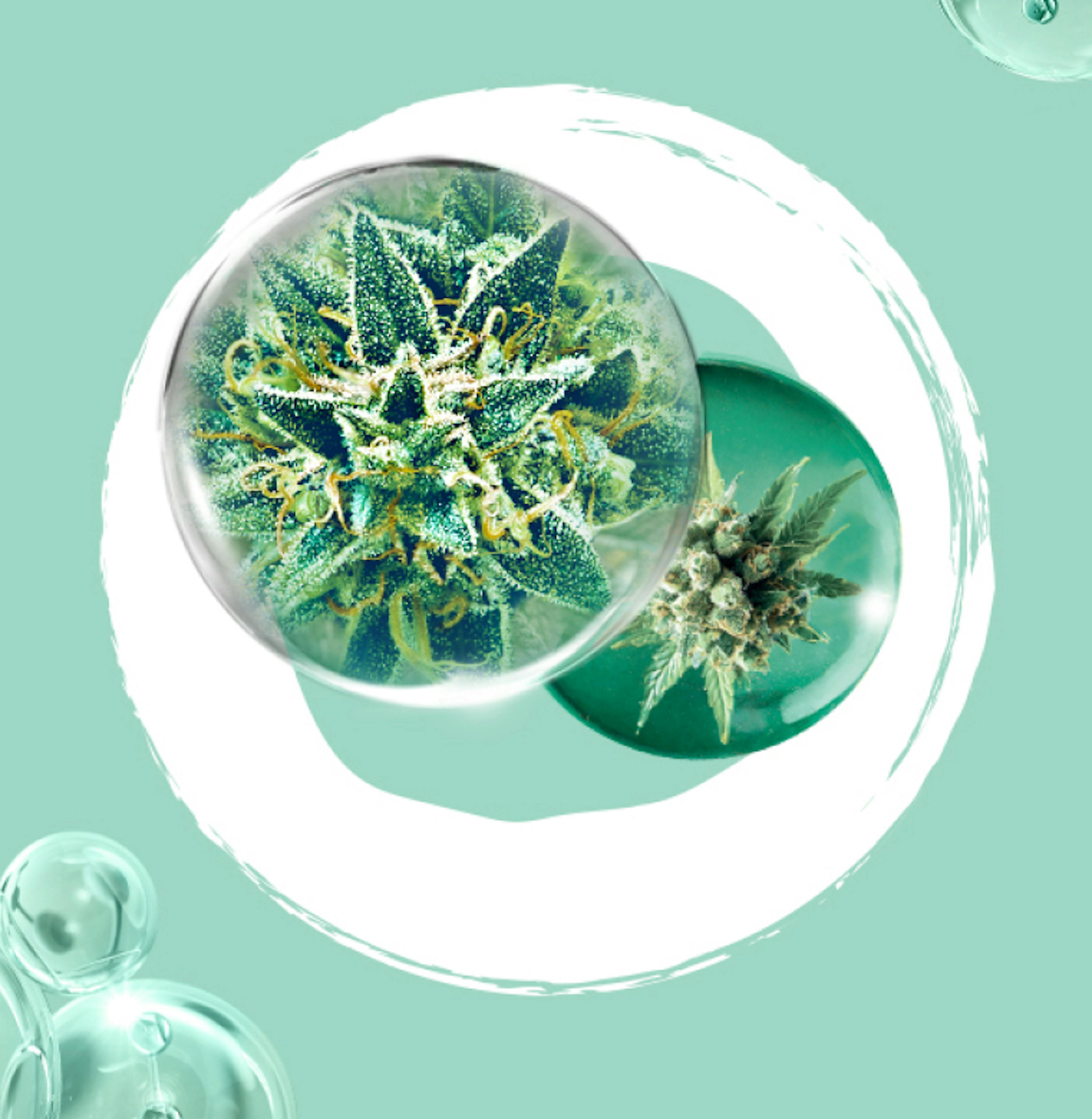 Cannabis Boiron