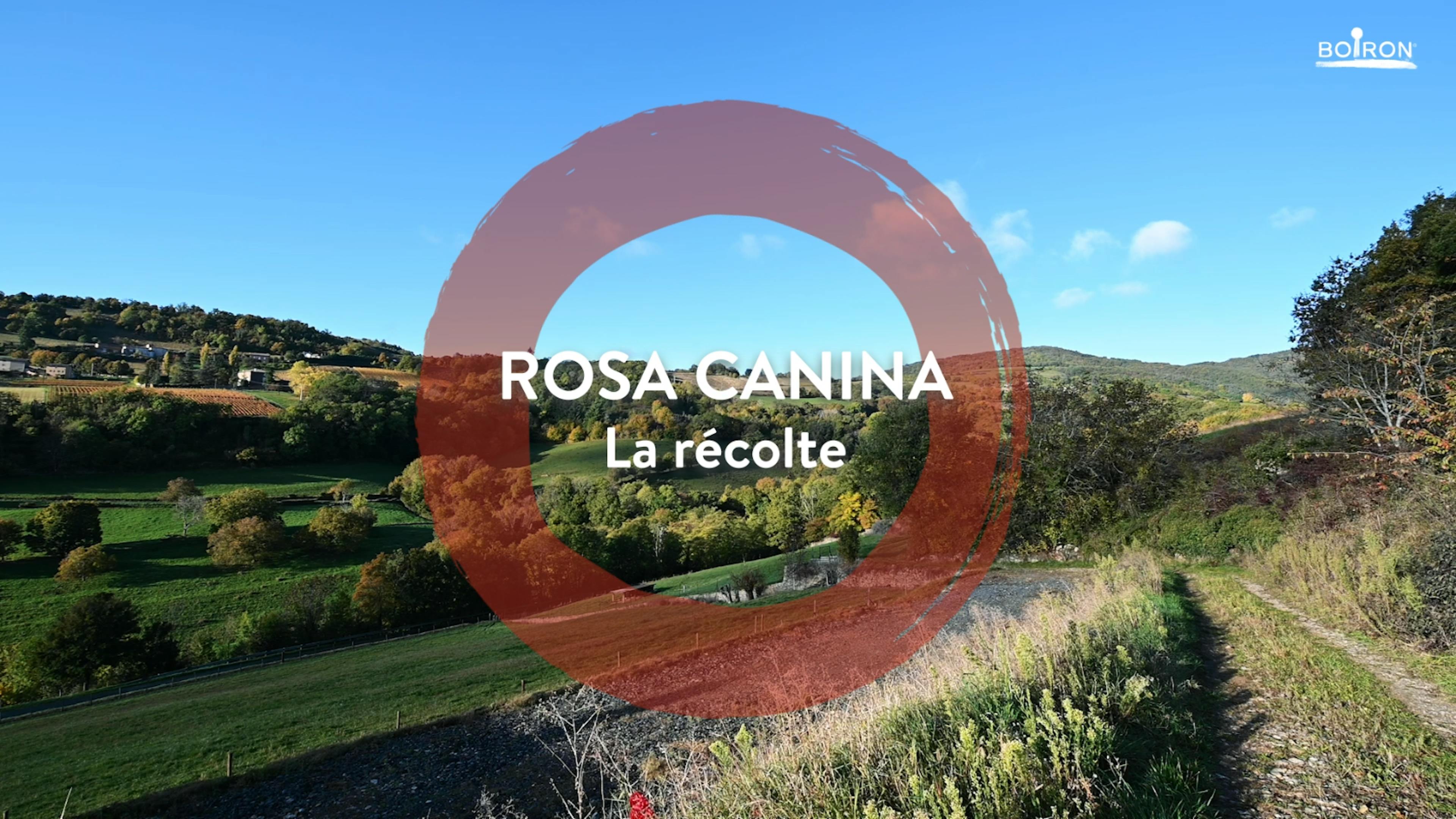 Récolte Rosa Canina Boiron