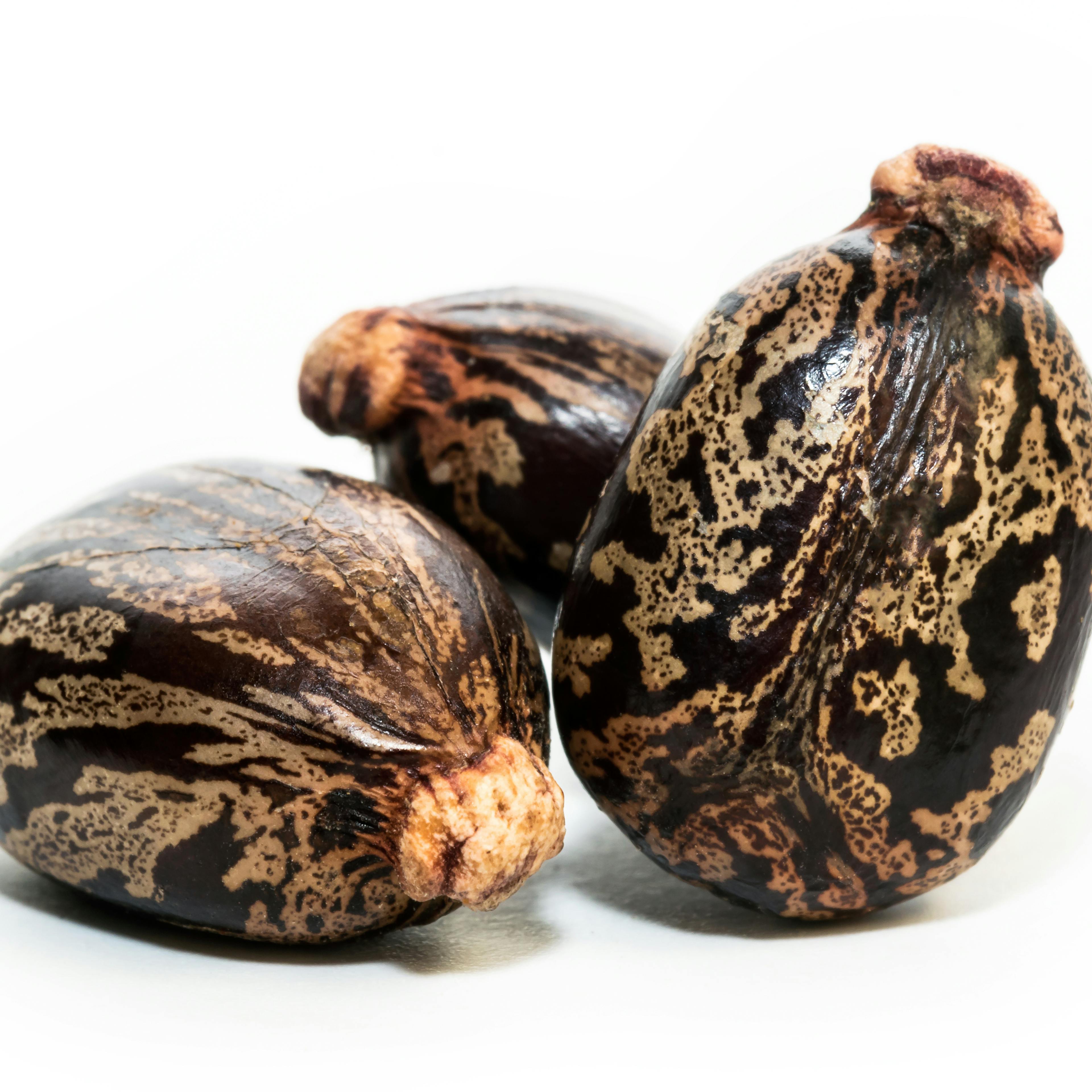 Fèves de ricin Laboratoires Boiron